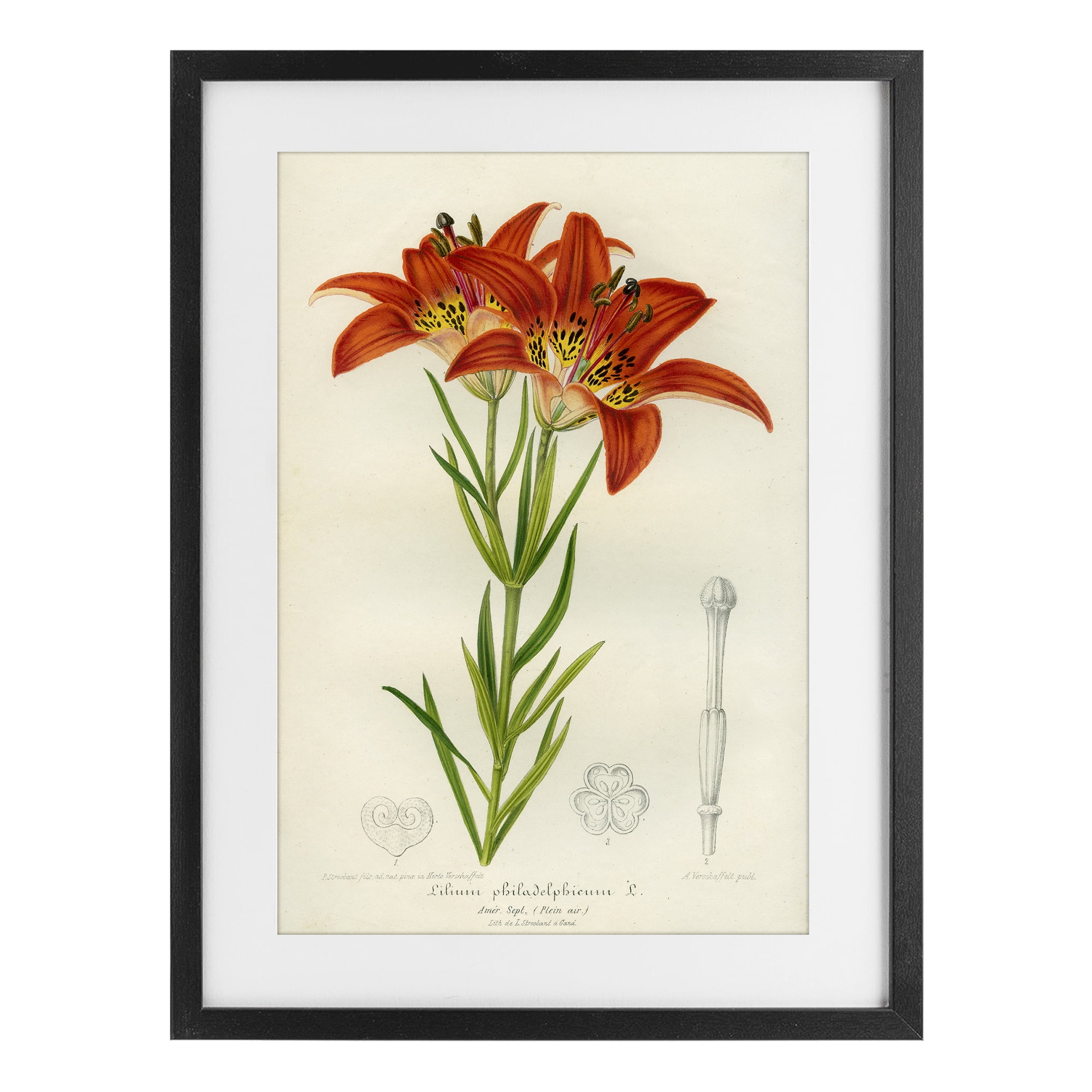 Stupell Industries Western Red Lily Black Framed Print Under Glass, design by Print Collection