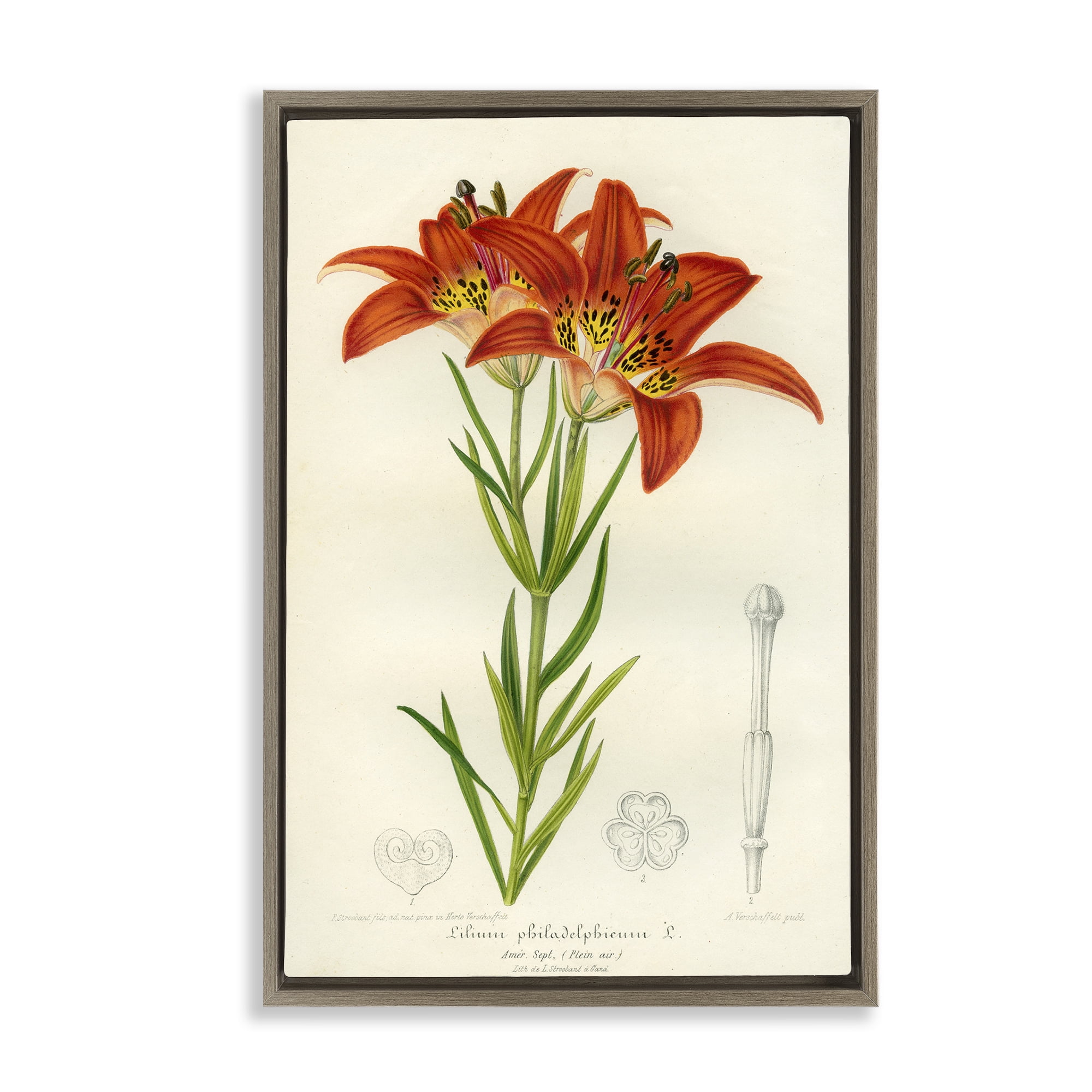 Stupell Industries Western Red Lily Brown Framed Floater Canvas Wall Art, design by Print Collection