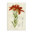 thumbnail image 1 of Stupell Industries Shabby Chic Western Red Lily Canvas Art, 24 x 36, by Print Collection, 1 of 8