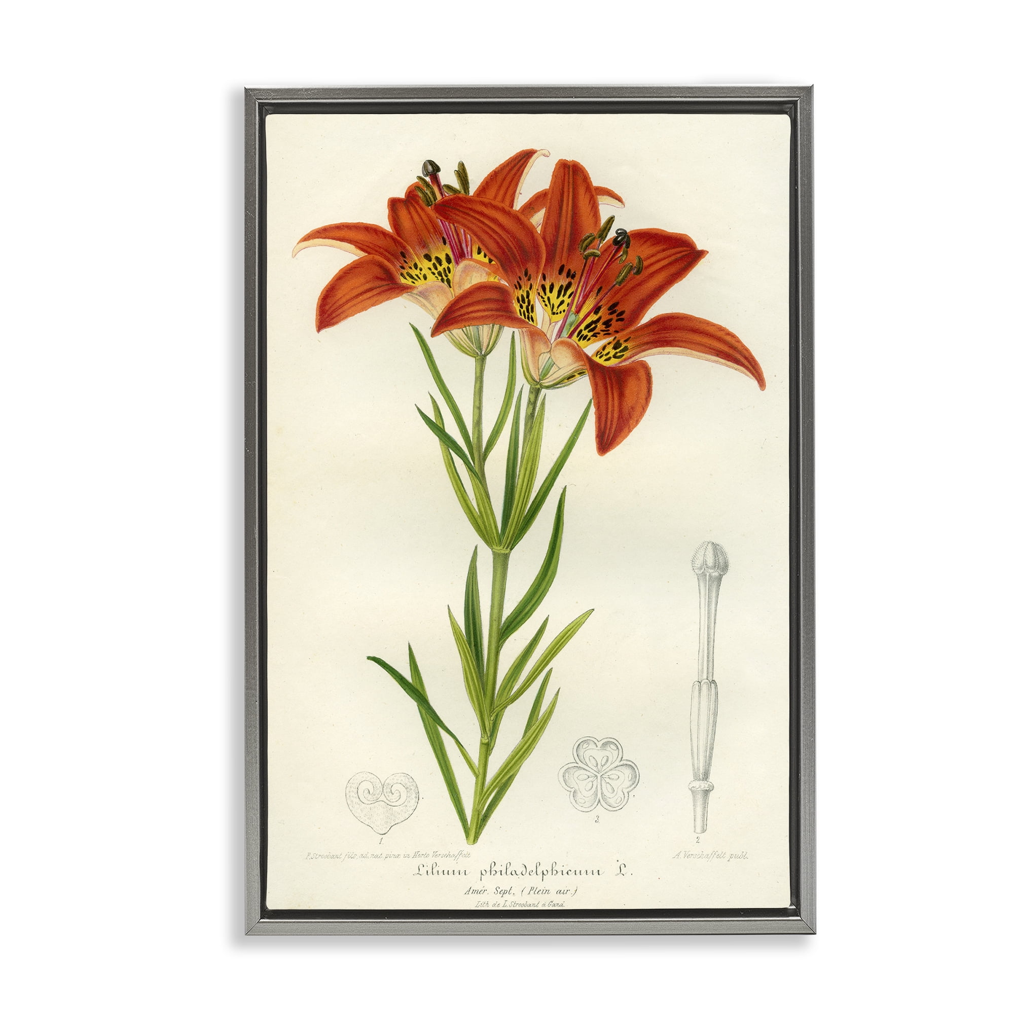 Stupell Industries Western Red Lily Gray Framed Floater Canvas Wall Art, design by Print Collection