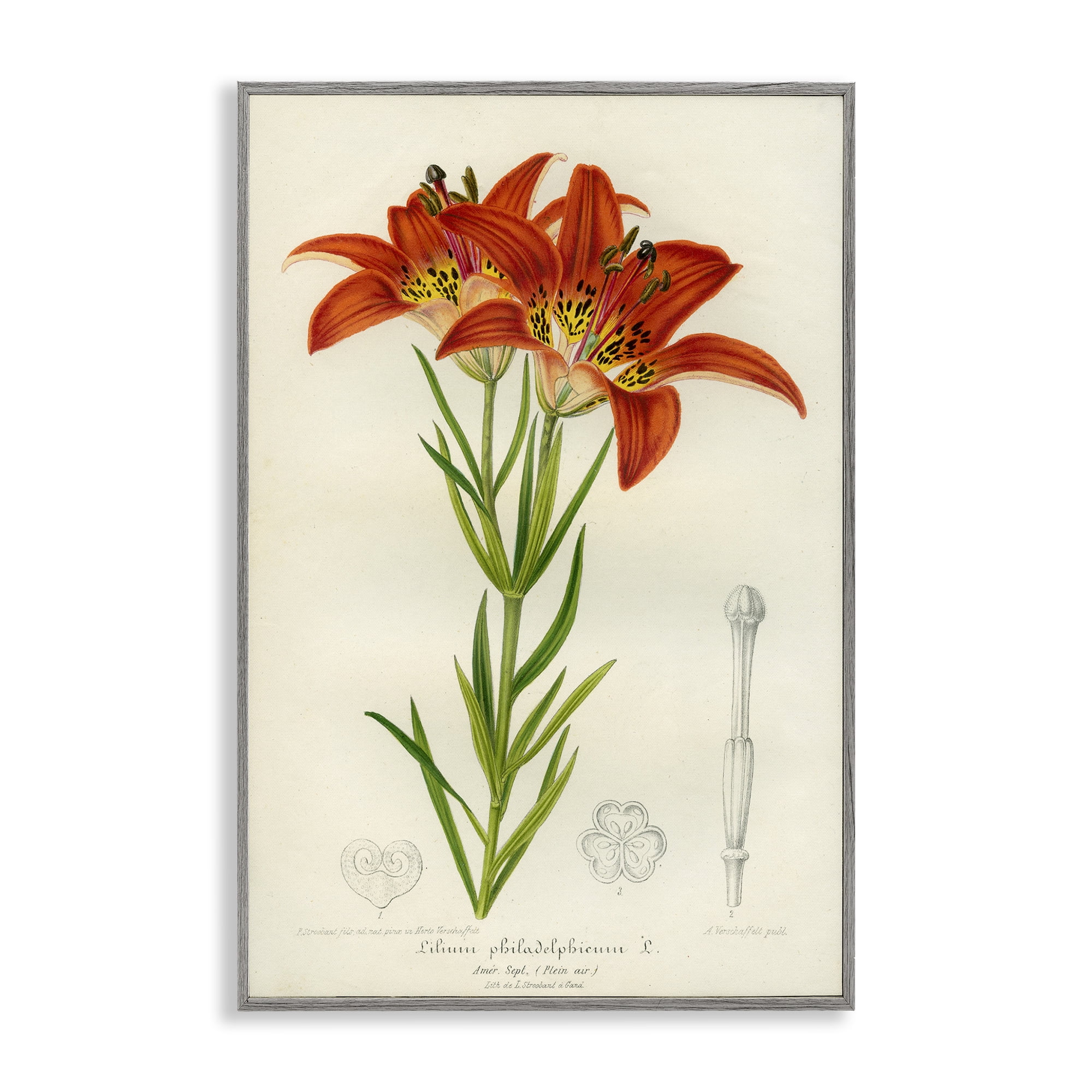 Stupell Industries Western Red Lily Gray Framed Giclee Art, design by Print Collection