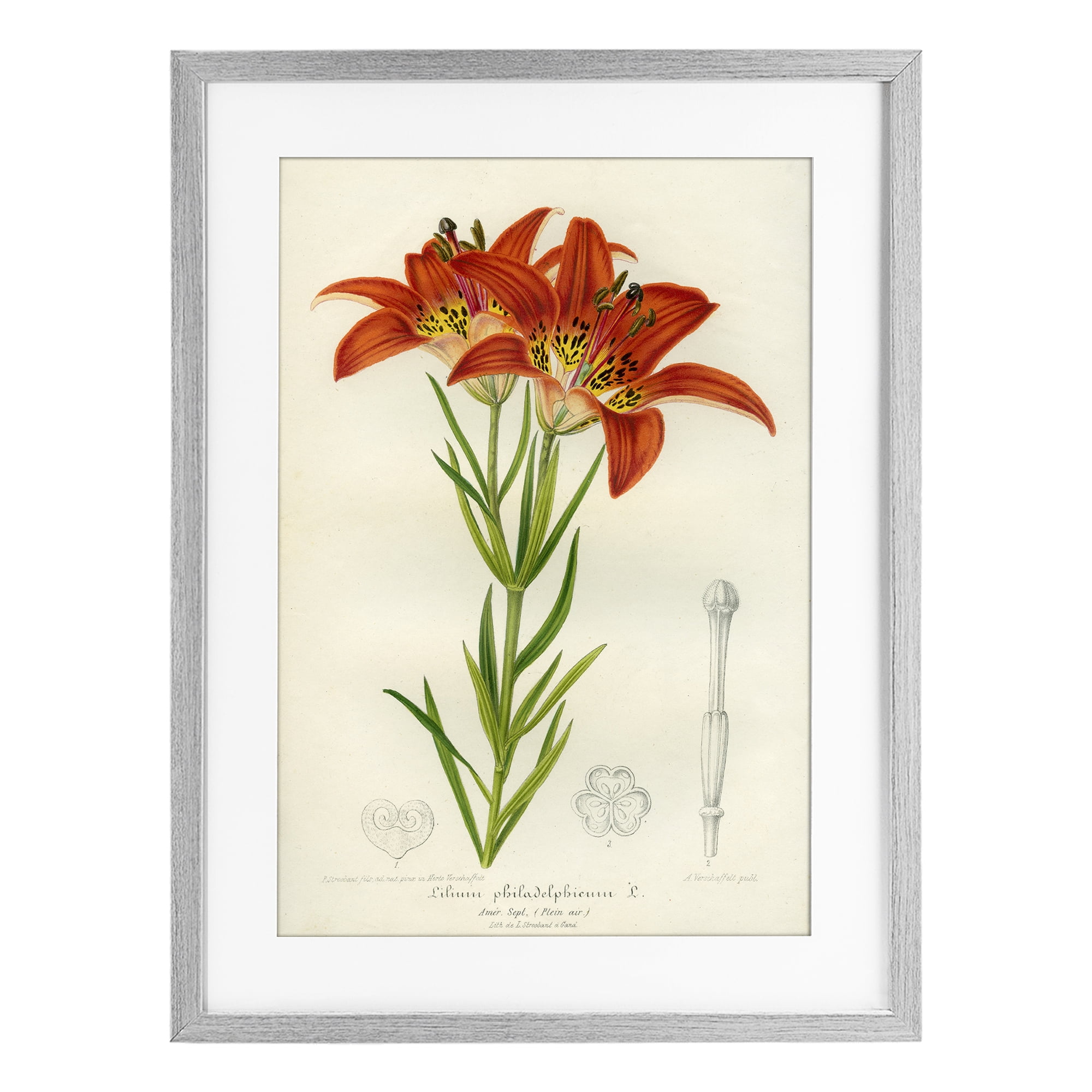 Stupell Industries Western Red Lily Gray Framed Print Under Glass, design by Print Collection