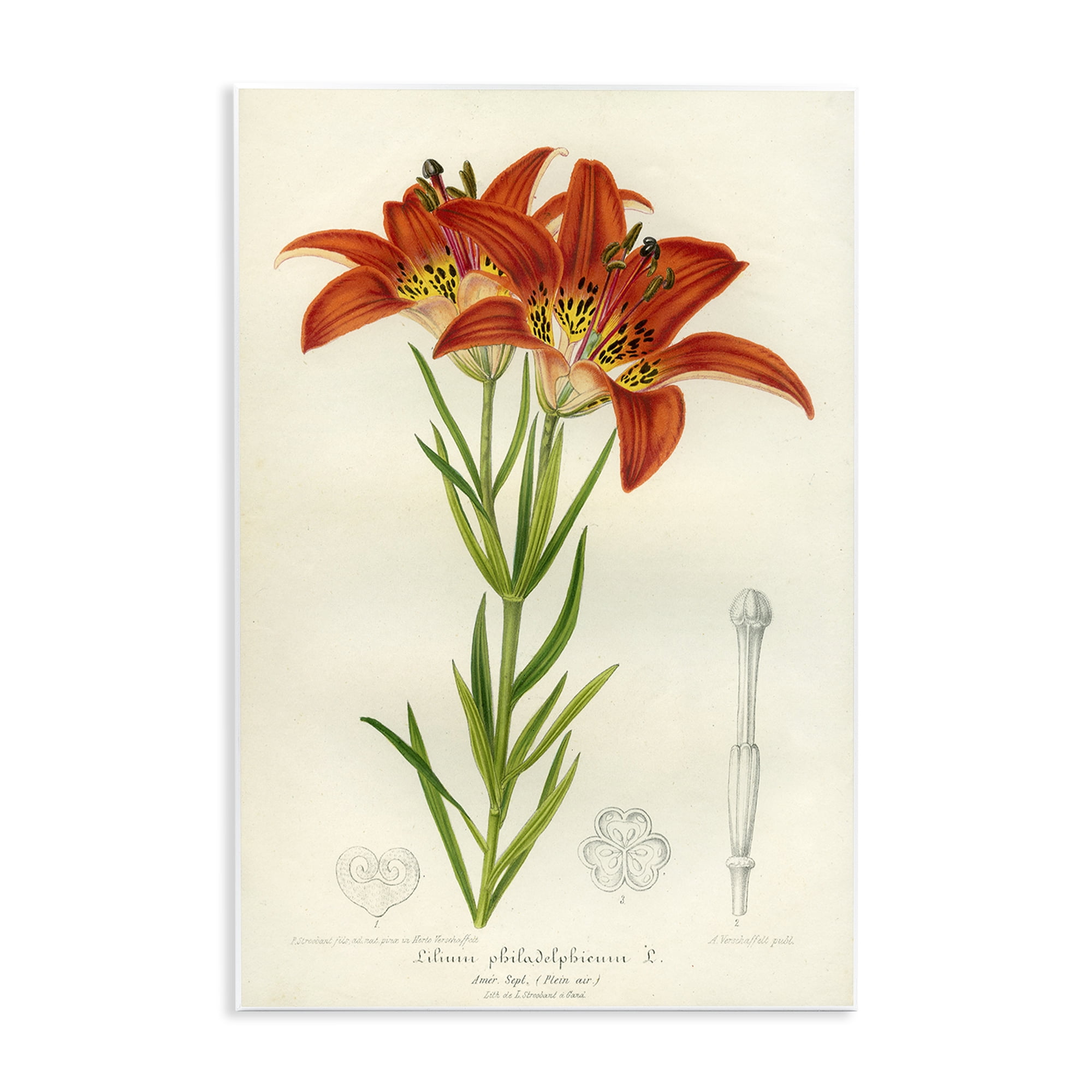 Stupell Industries Western Red Lily Wall Plaque Art, design by Print Collection