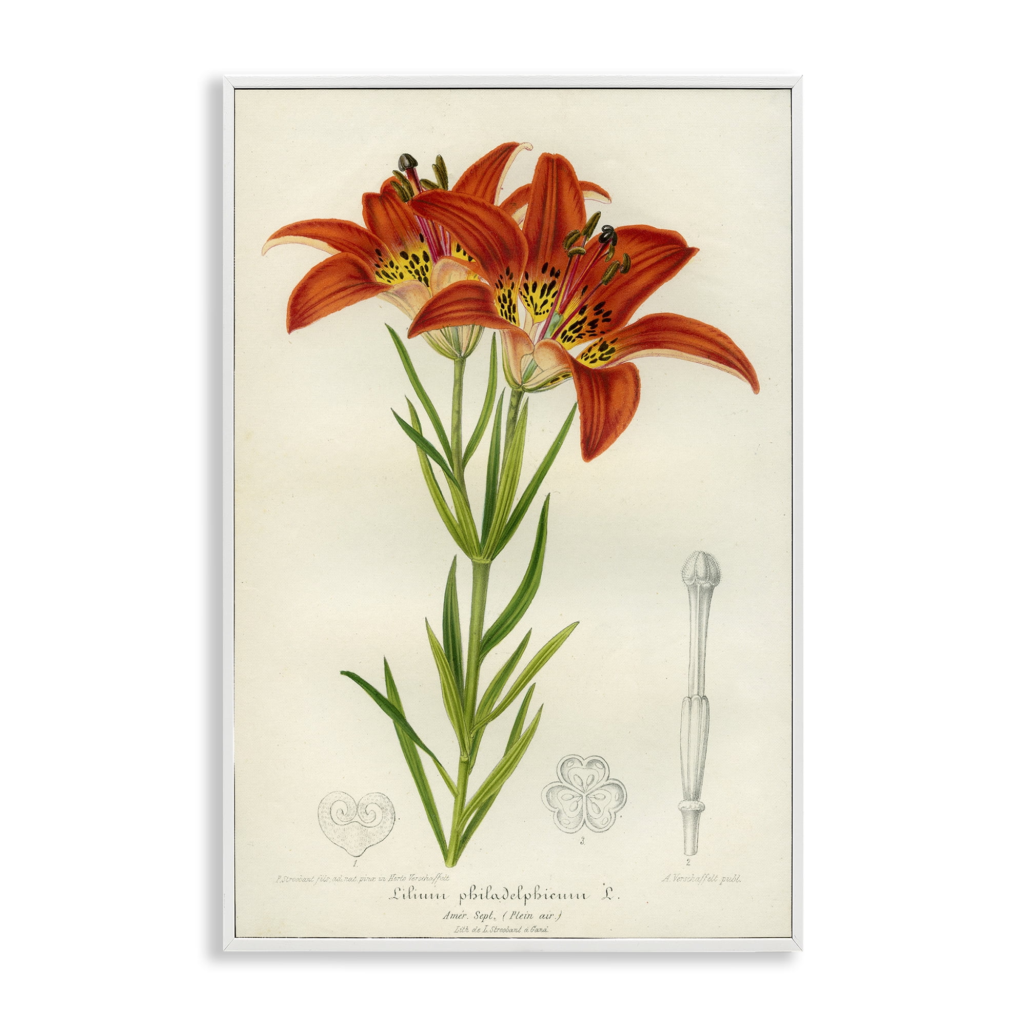 Stupell Industries Western Red Lily White Framed Giclee Art, design by Print Collection