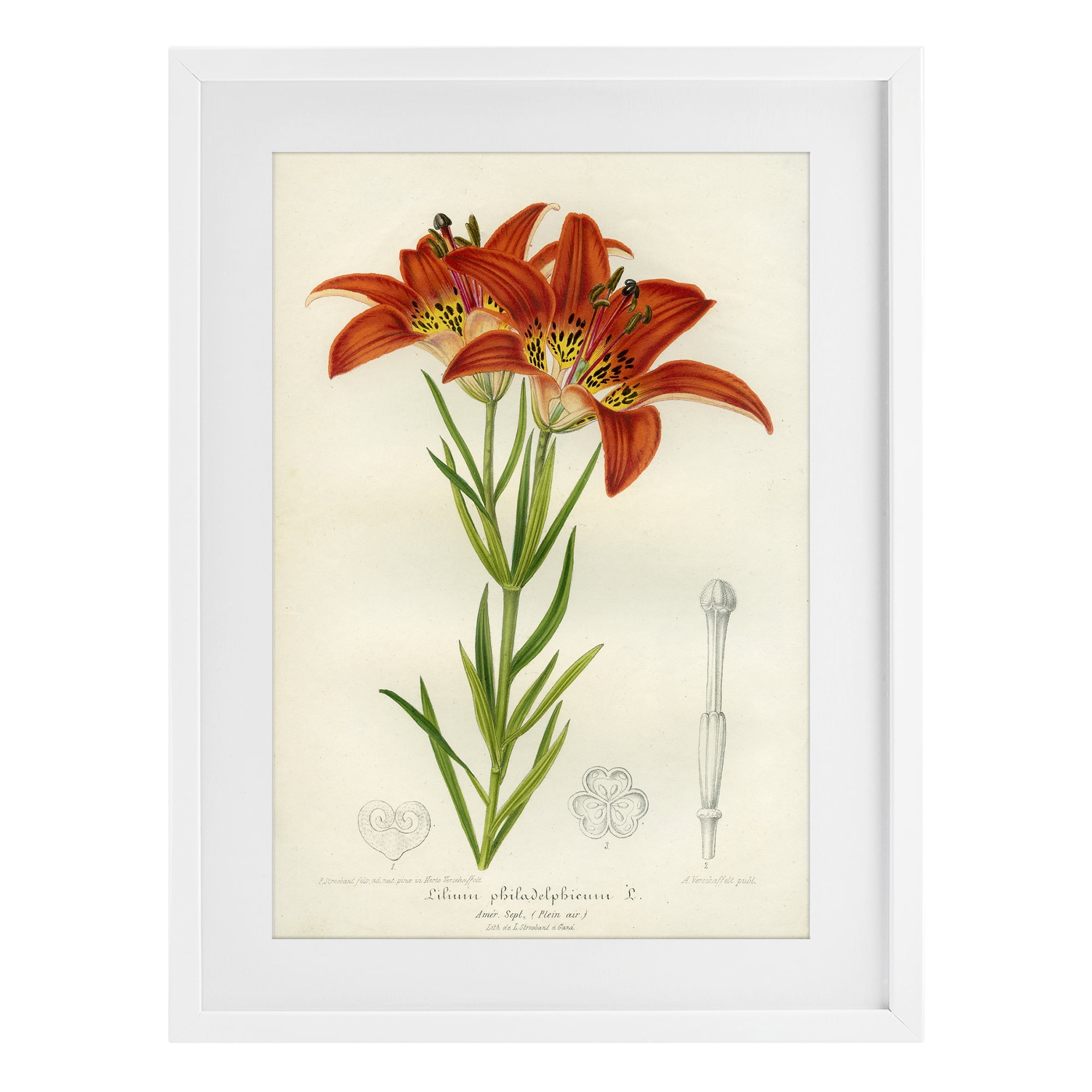 Stupell Industries Western Red Lily White Framed Print Under Glass, design by Print Collection