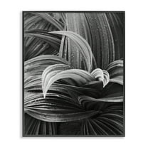 Stupell Industries Wet Leaves Detail Botanical & Floral Photography Black Framed Art Print Wall Art, 11 x 14