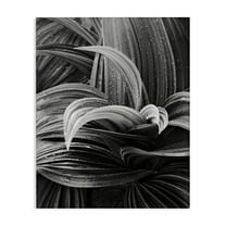 Stupell Industries Wet Leaves Detail Botanical & Floral Photography Gallery Wrapped Canvas Art Print Wall Art, 16 x 20