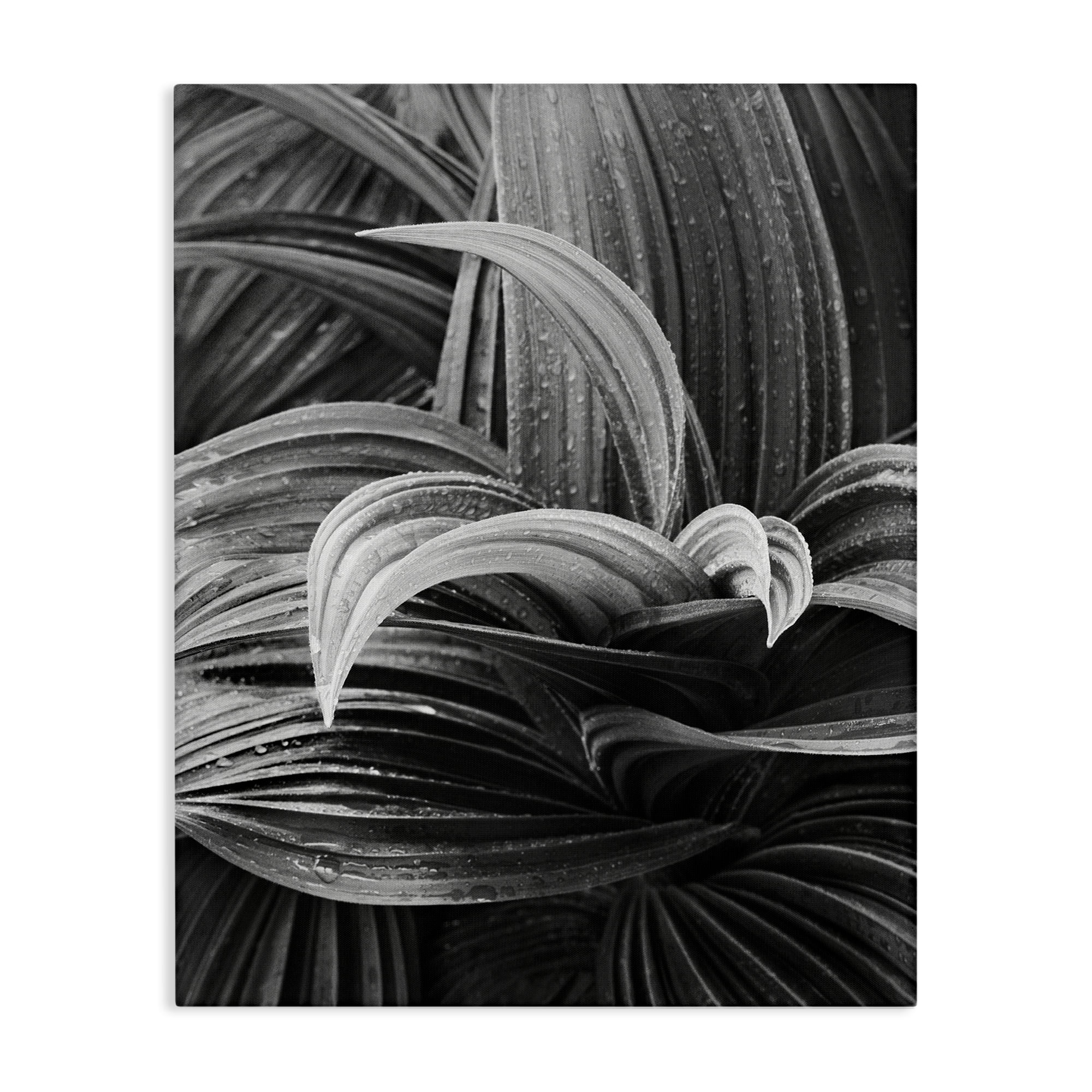 Stupell Industries Wet Leaves Detail Botanical & Floral Photography Gallery Wrapped Canvas Art Print Wall Art, 24 x 30