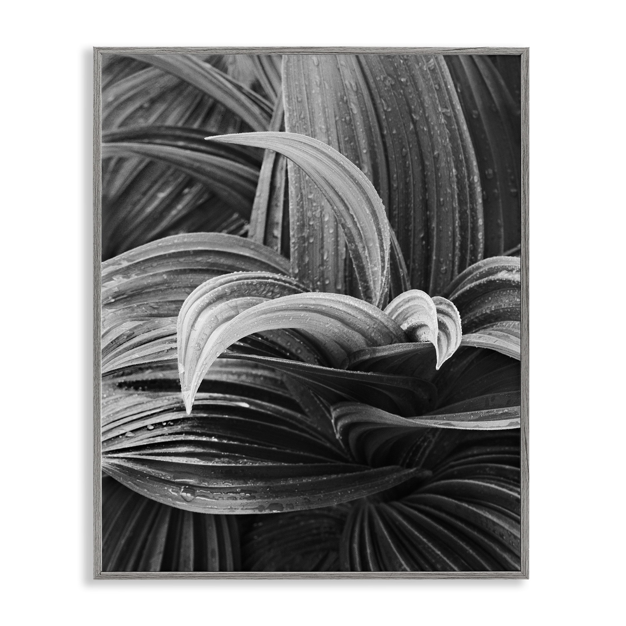 Stupell Industries Wet Leaves Detail Botanical & Floral Photography Gray Framed Art Print Wall Art, 11 x 14