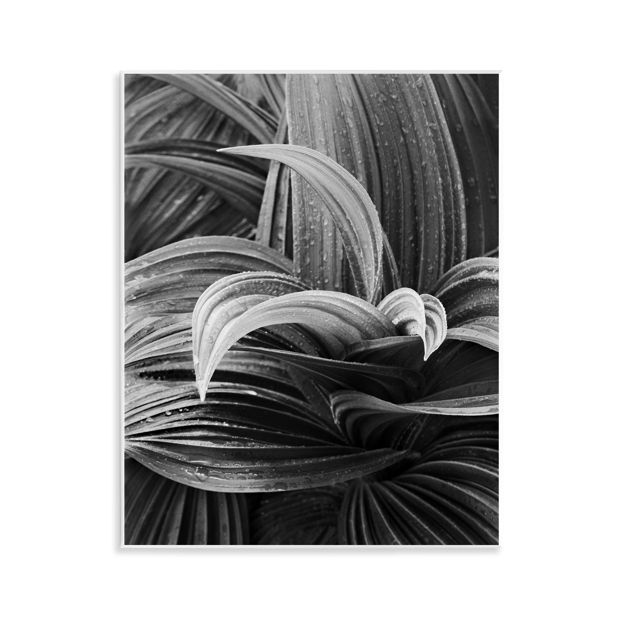 Stupell Industries Wet Leaves Detail Botanical & Floral Photography Unframed Art Print Wall Art, 11 x 14