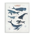 Stupell Industries Whales of the World Animals & Insects Painting White Framed Art Print Wall