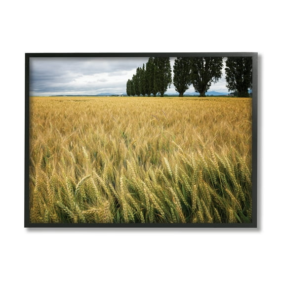 Stupell Industries Wheat Field Harvest Windy Field Country Landscape Photography Black Framed Art Print Wall Art, 16x20, by Nancy Crowell