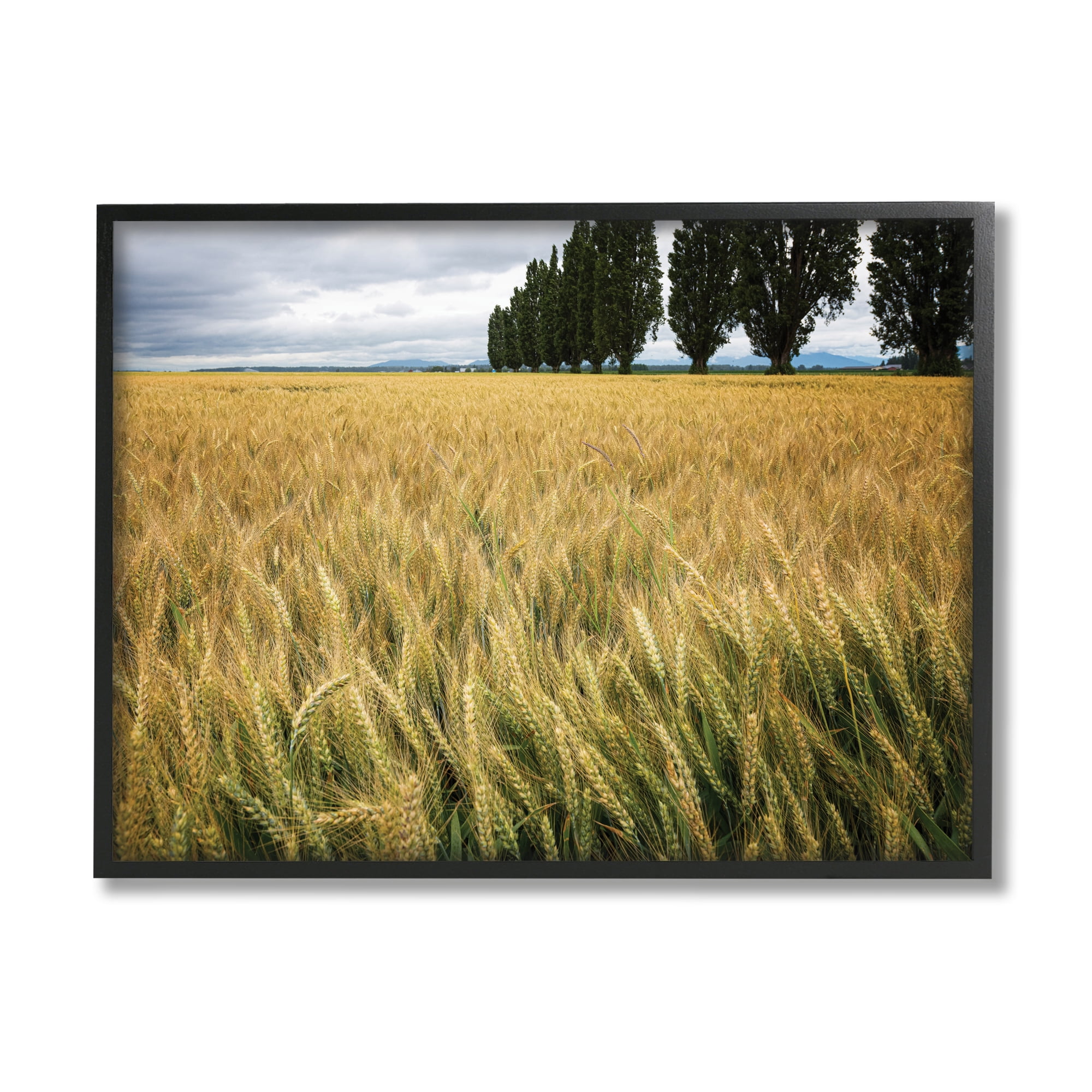 Stupell Industries Wheat Field Harvest Windy Field Country Landscape Photography Black Framed Art Print Wall Art, 24x30, by Nancy Crowell