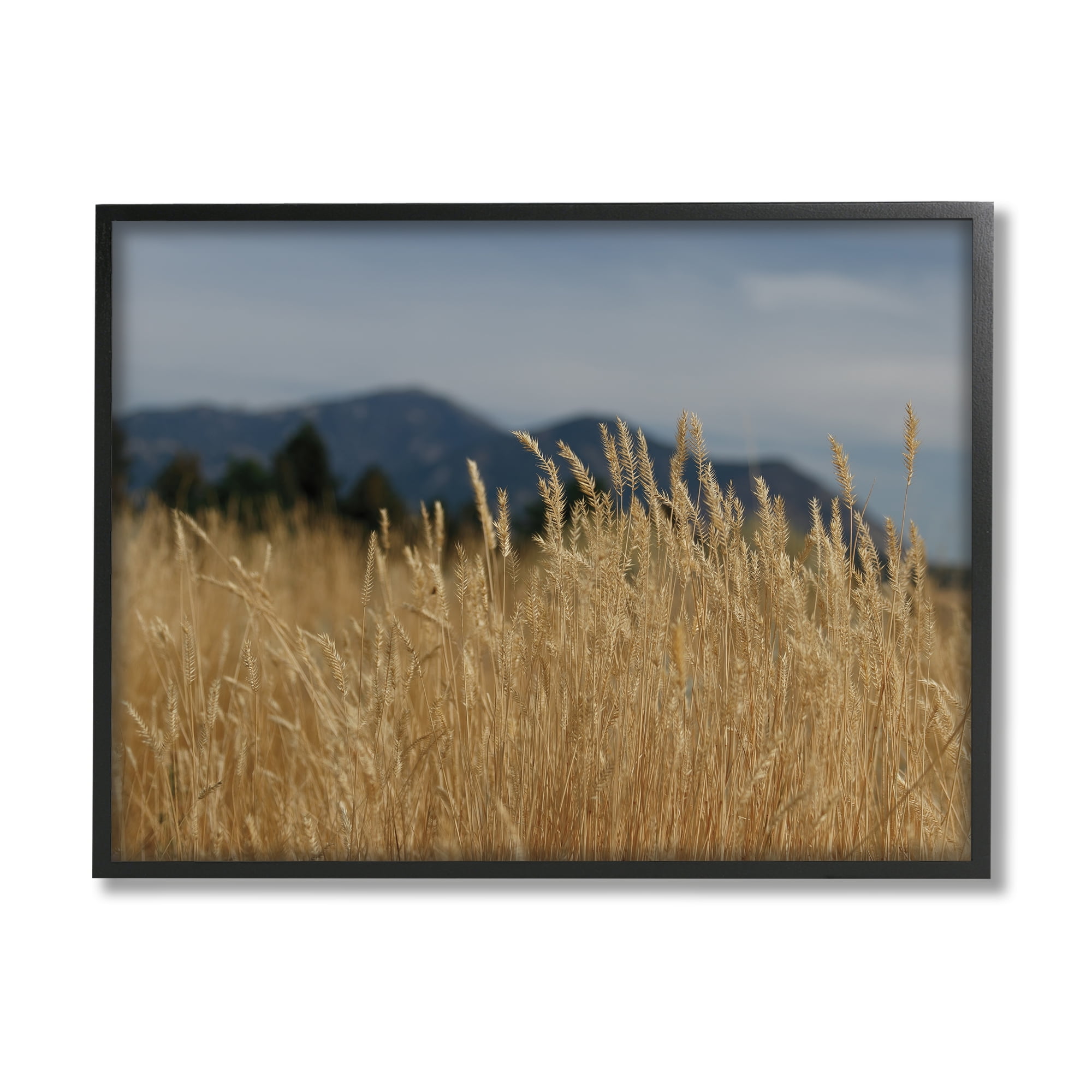 Stupell Industries Wheat Field Landscape Nature Photography Black Framed Art Print Wall Art, 30 x 24