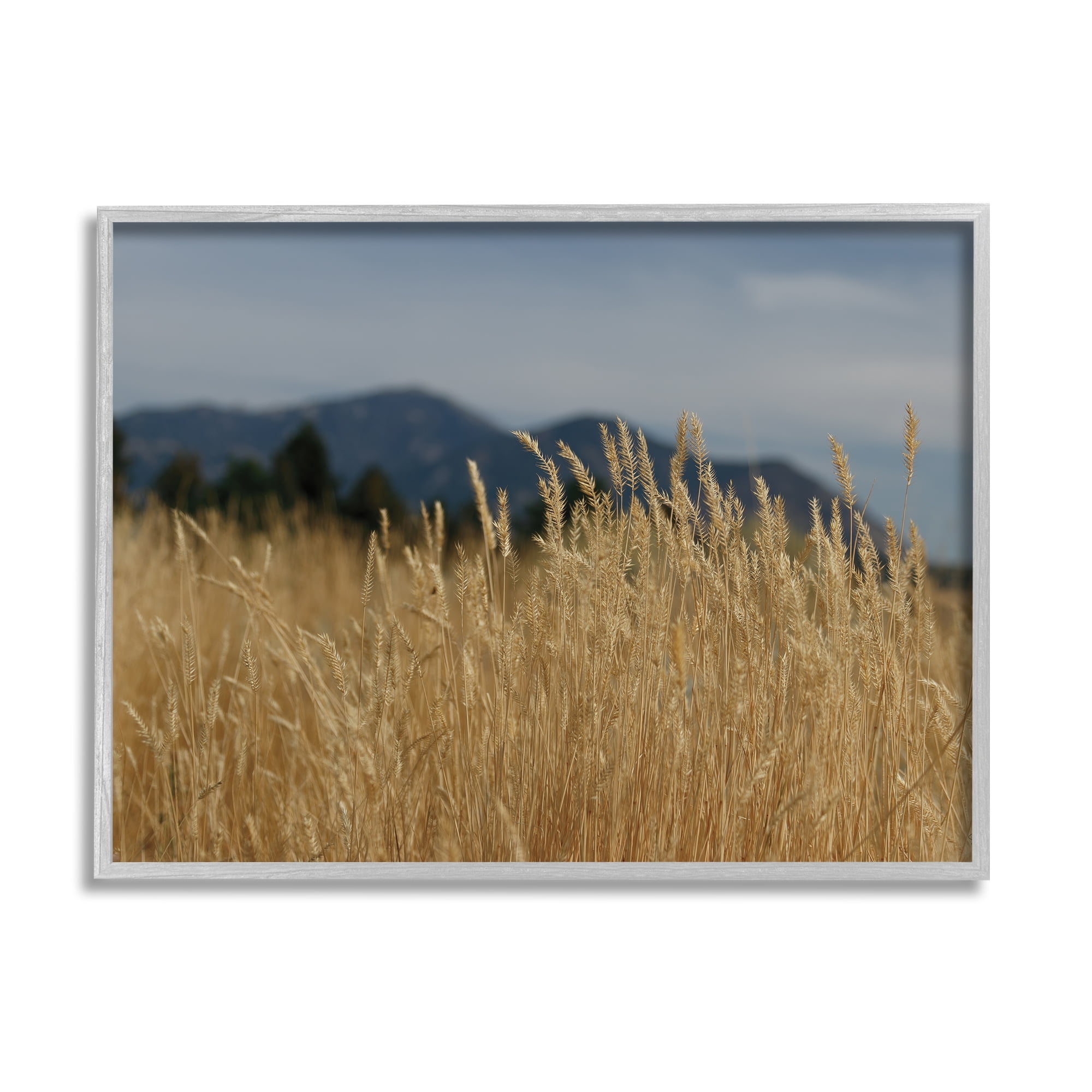Stupell Industries Wheat Field Landscape Nature Photography Gray Framed Art Print Wall Art, 30 x 24