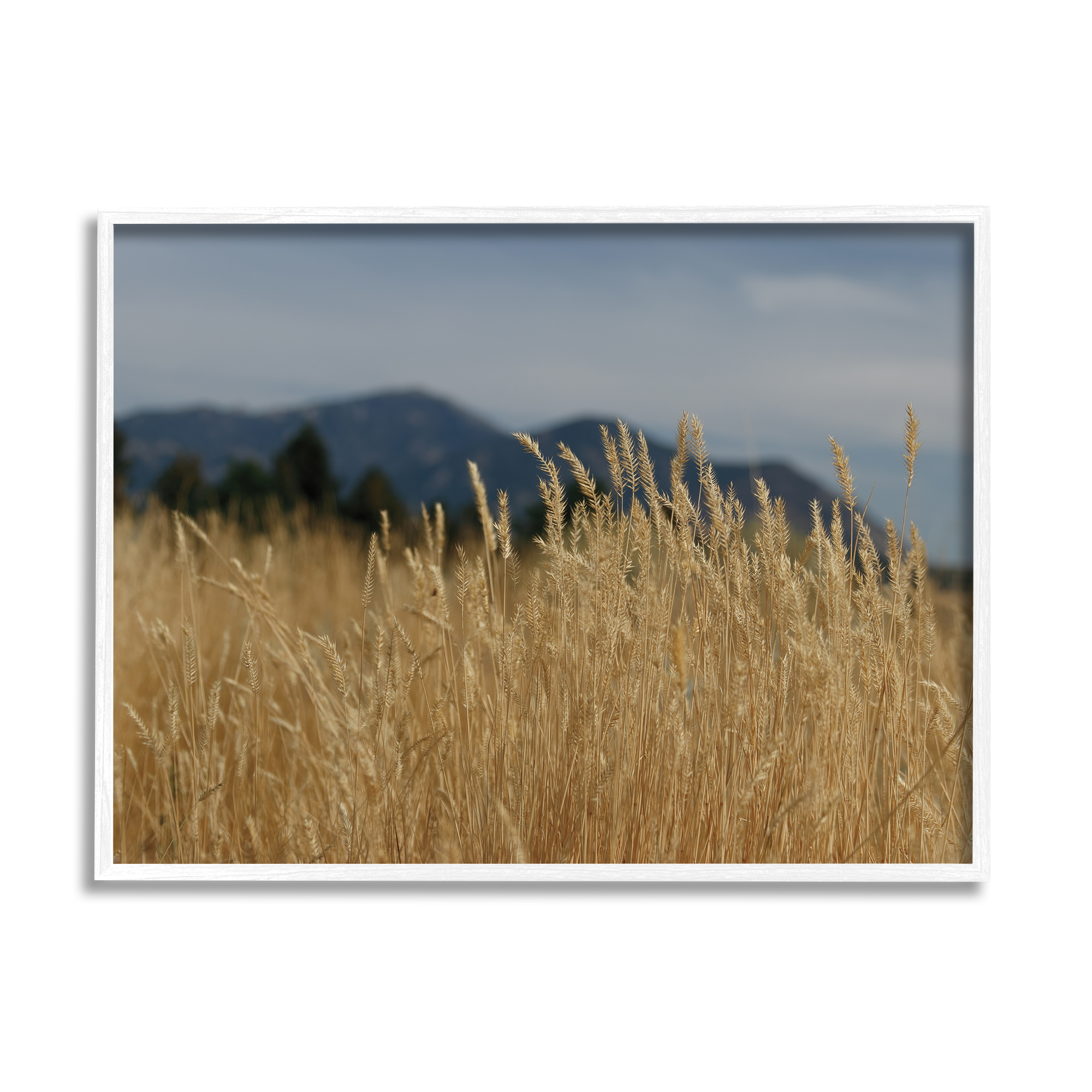 Stupell Industries Wheat Field Landscape Nature Photography White Framed Art Print Wall Art, 20 x 16
