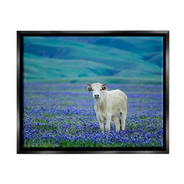 Stupell Industries White Cattle Lavender Field Animals & Insects Photography Black Floater Framed Art Print Wall Art