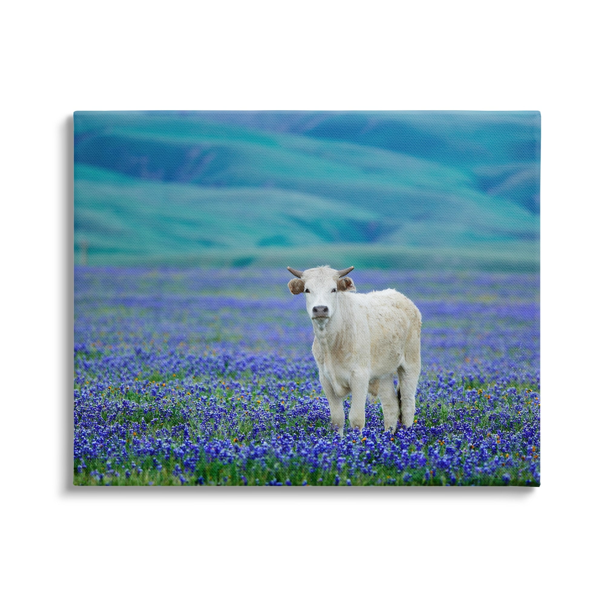 Stupell Industries White Cattle Lavender Field Animals & Insects Photography Gallery Wrapped Canvas Print Wall Art