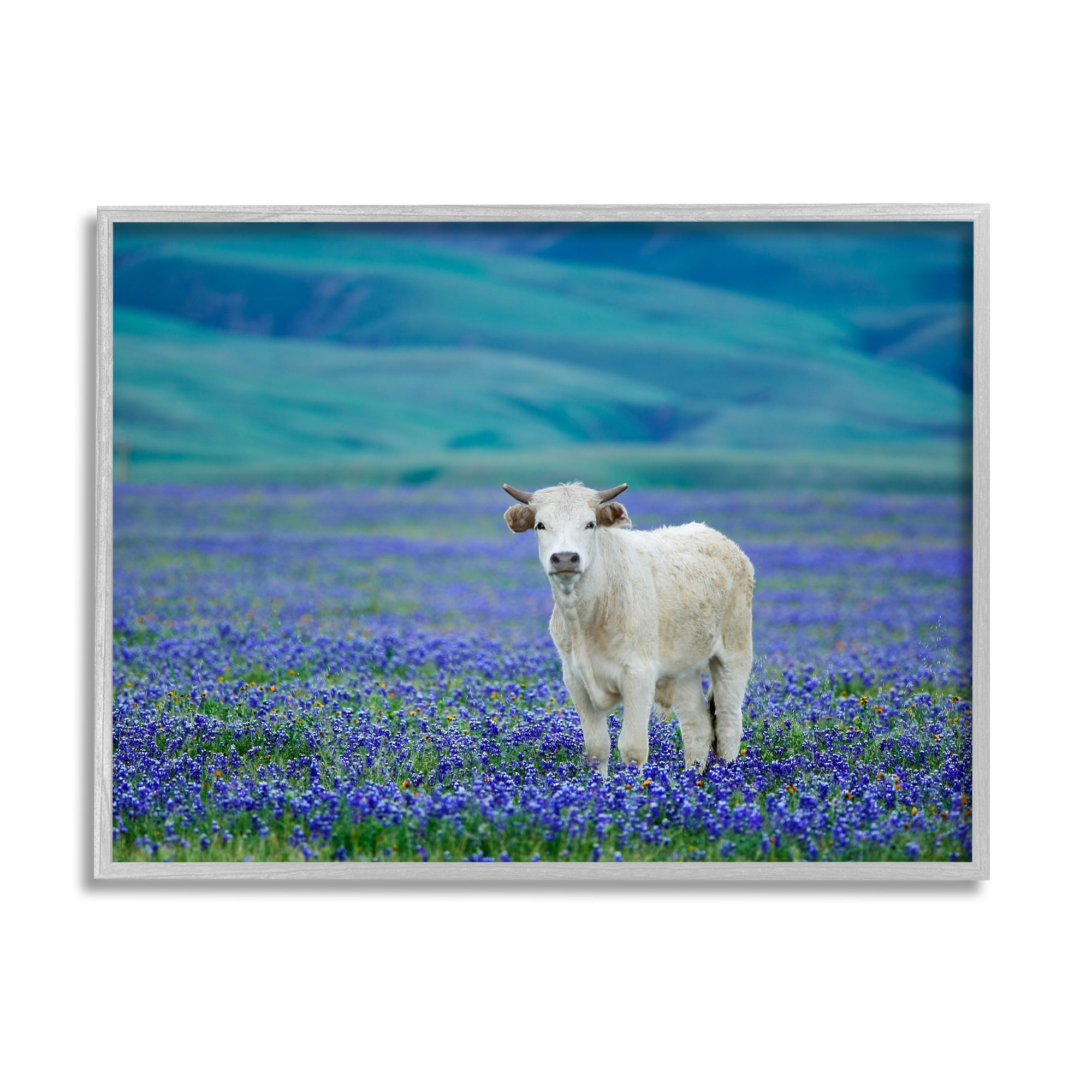 Stupell Industries White Cattle Lavender Field Animals & Insects Photography Gray Framed Art Print Wall Art