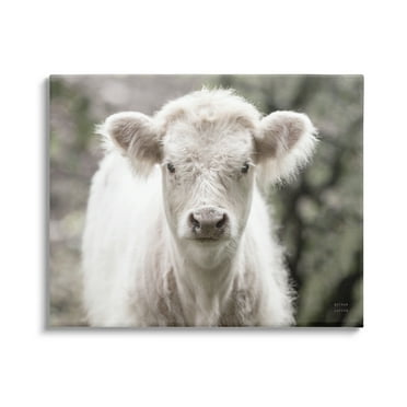 Stupell Industries White Cow Calf Portrait Animals & Insects Photography Gallery Wrapped Canvas Print Wall Art, 20 x 16