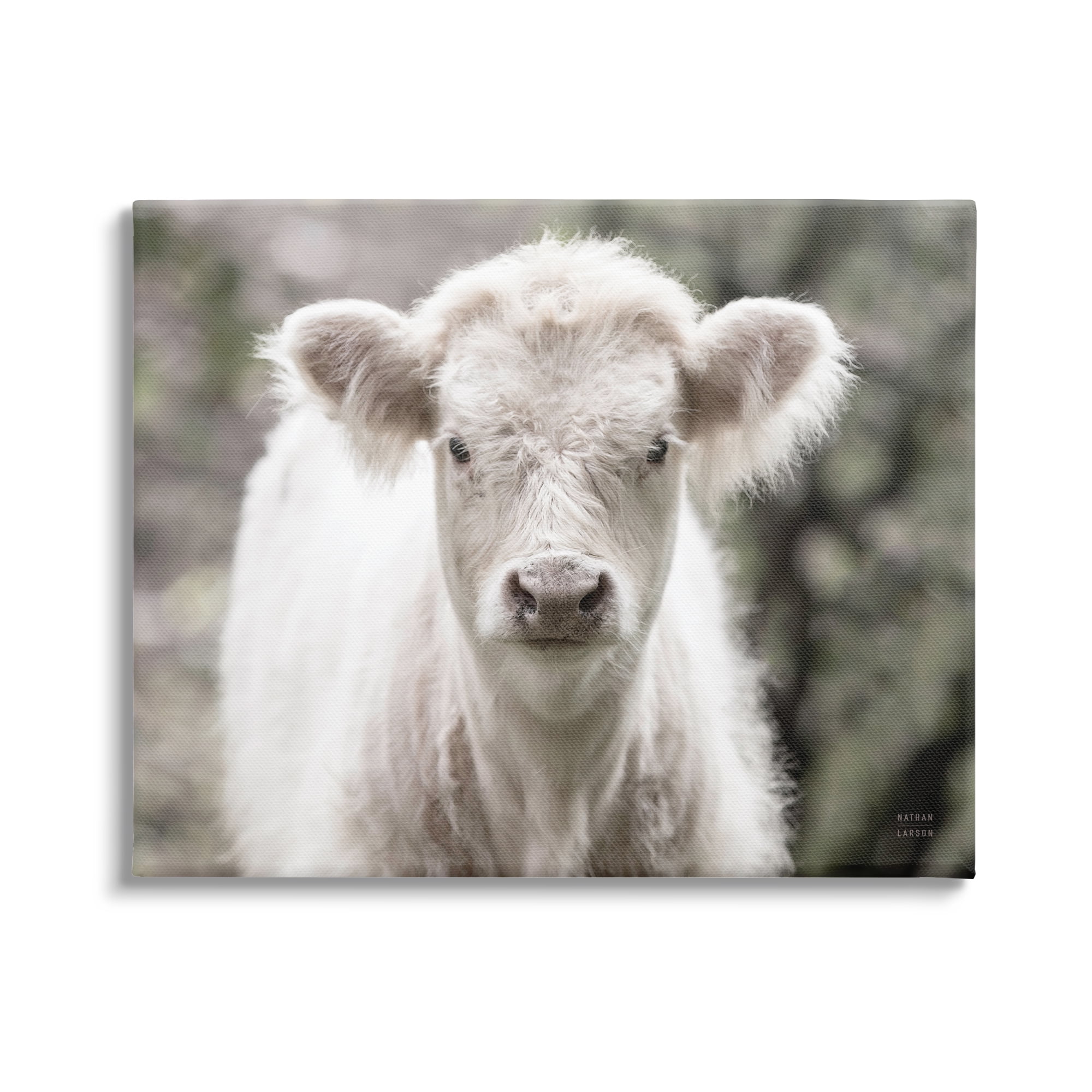 Stupell Industries White Cow Calf Portrait Animals & Insects Photography Gallery Wrapped Canvas Print Wall Art, 30 x 24