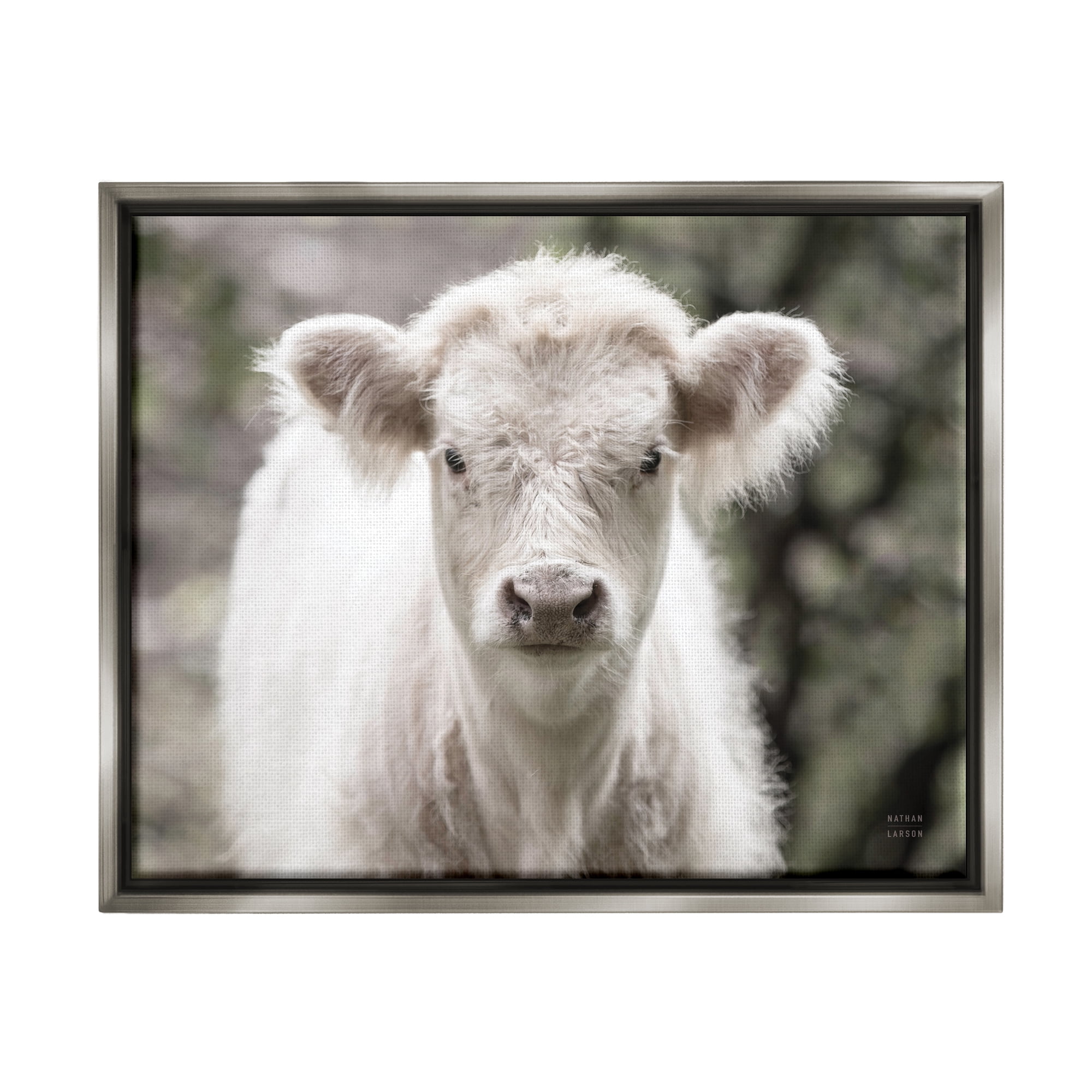 Stupell Industries White Cow Calf Portrait Animals & Insects Photography Gray Floater Framed Art Print Wall Art, 31 x 25