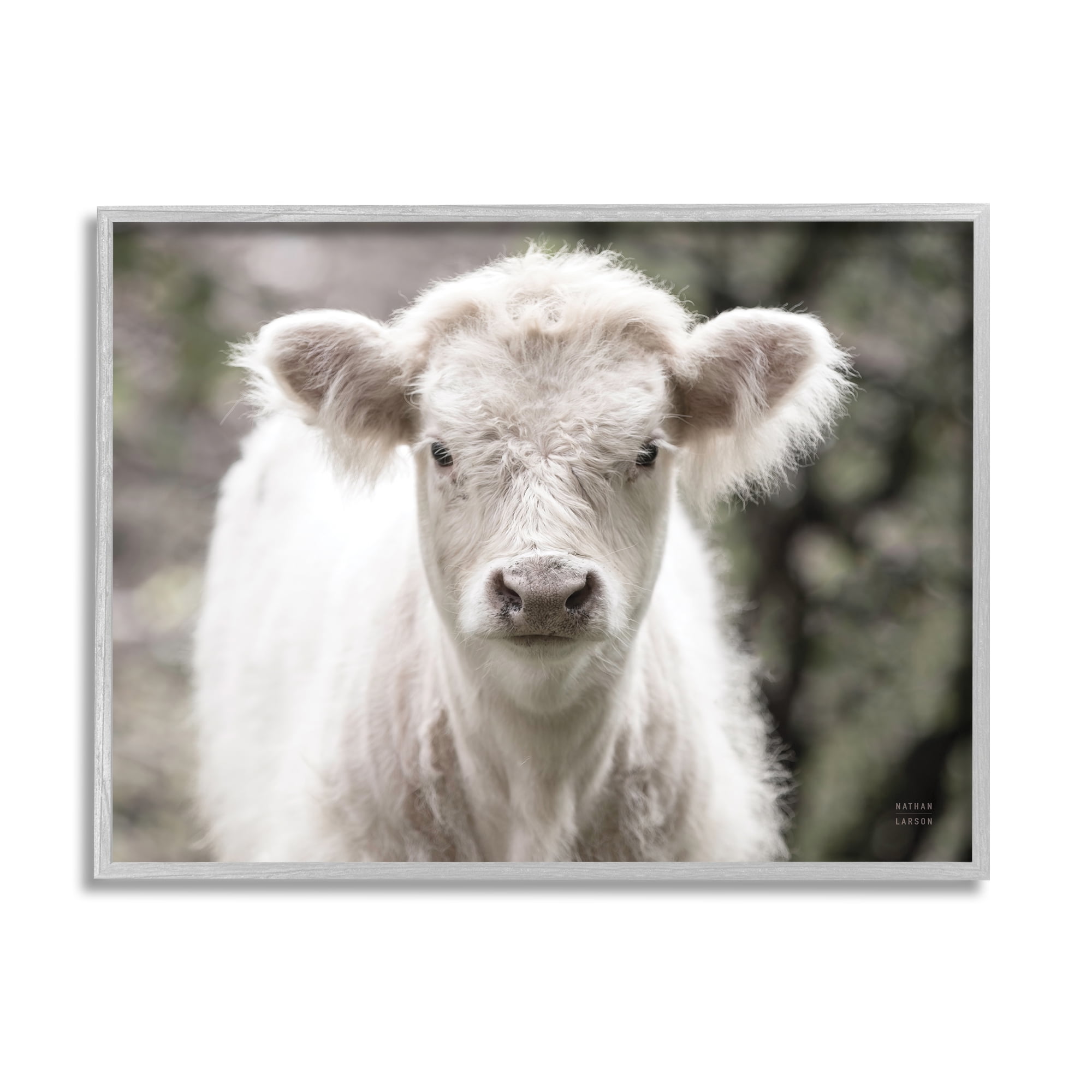 Stupell Industries White Cow Calf Portrait Animals & Insects Photography Gray Framed Art Print Wall Art, 14 x 11