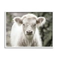 thumbnail image 1 of Stupell Industries White Cow Calf Portrait Animals & Insects Photography White Framed Art Print Wall Art, 14 x 11, 1 of 8