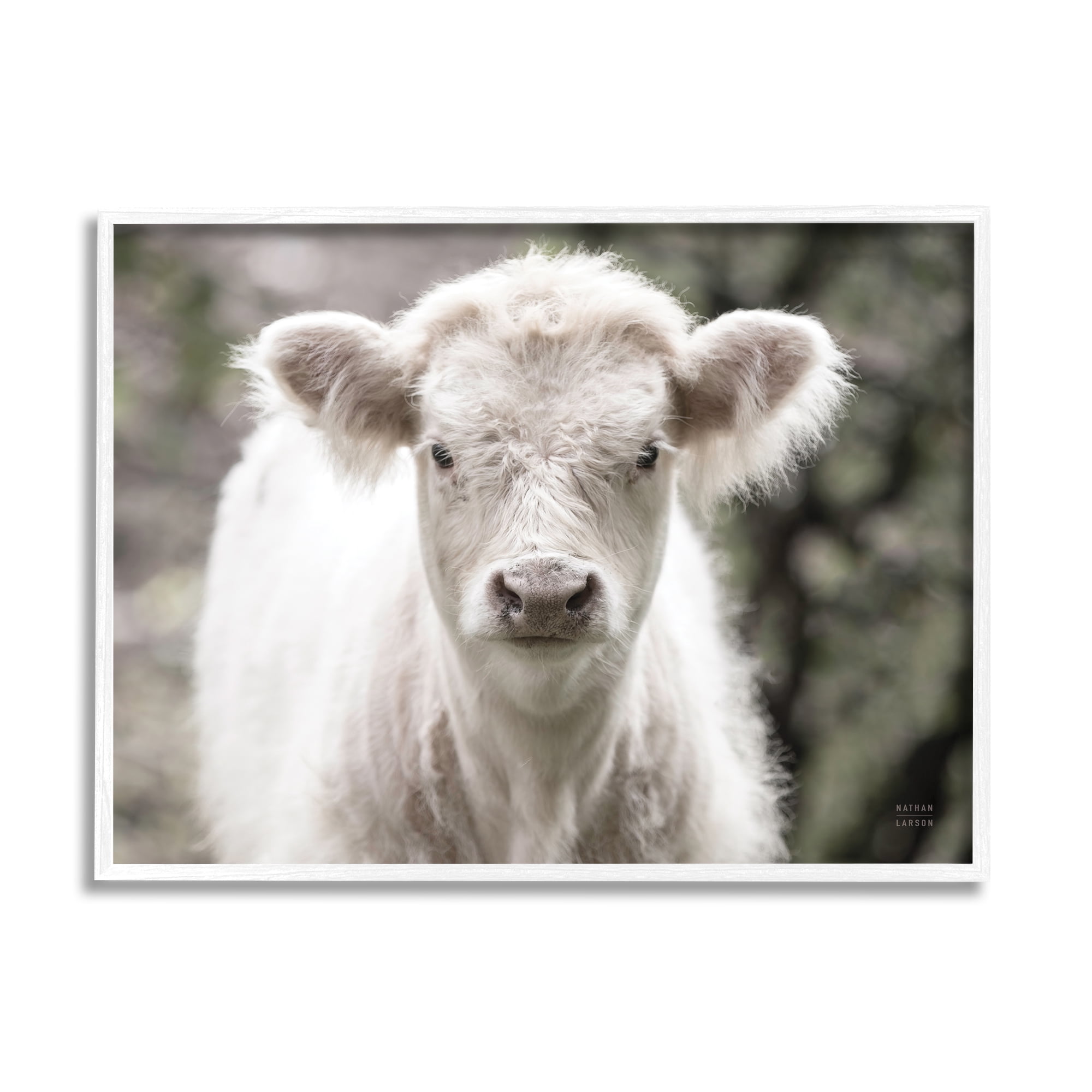 Stupell Industries White Cow Calf Portrait Animals & Insects Photography White Framed Art Print Wall Art, 30 x 24