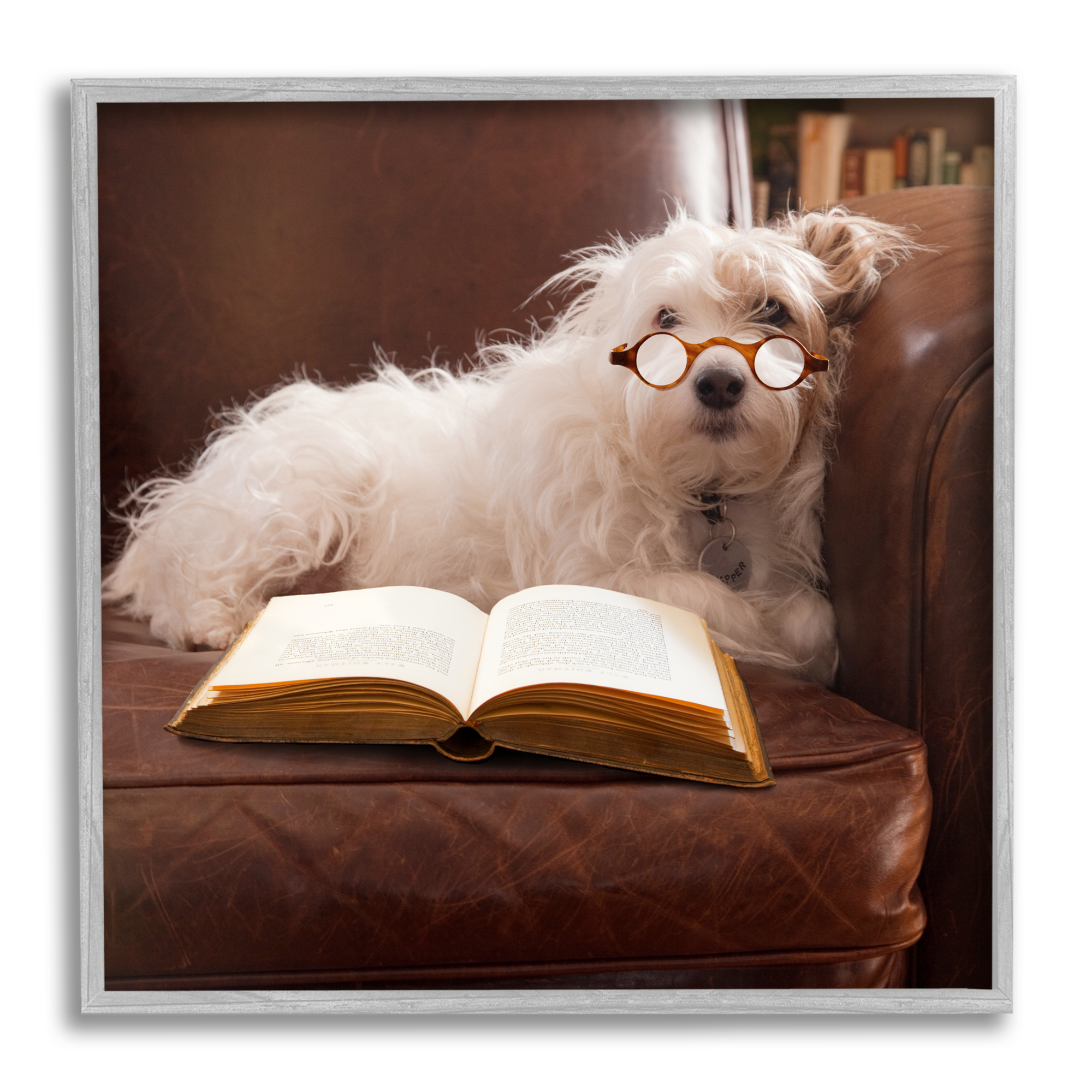 Stupell Industries White Dog Reading Book Animals & Insects Painting Gray Framed Art Print Wall Art, 17 x 17