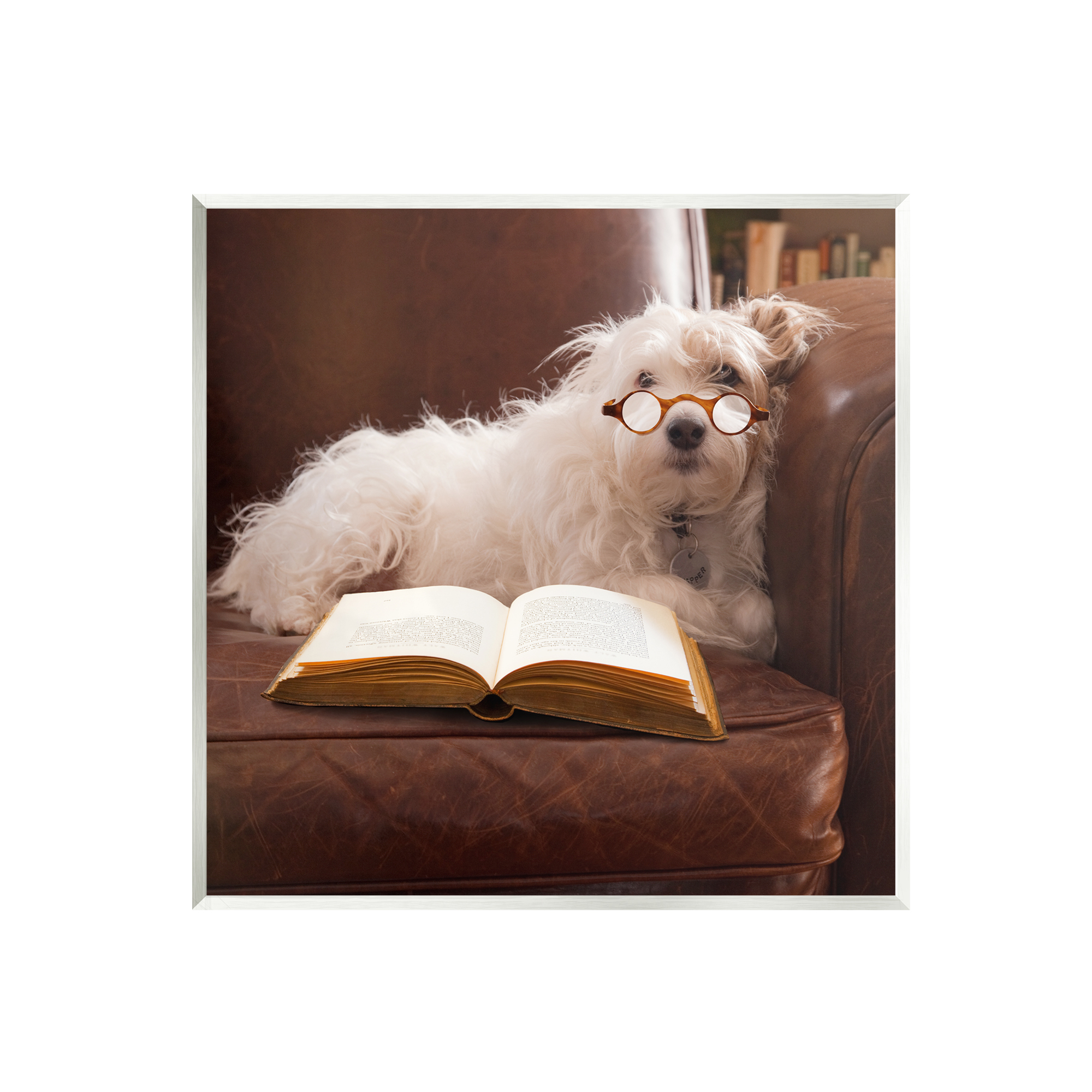 Stupell Industries White Dog Reading Book Animals & Insects Painting Unframed Art Print Wall Art, 12 x 12