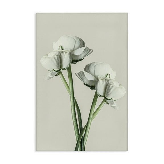 Stupell Industries White Flower Bundle Botanical & Floral Photography Gallery Wrapped Canvas Art Print Wall Art, 16 x 24