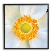 Stupell Industries White Flower Close Up Botanical & Floral Photography Black Framed Art Print Wall Art, 12 x 12