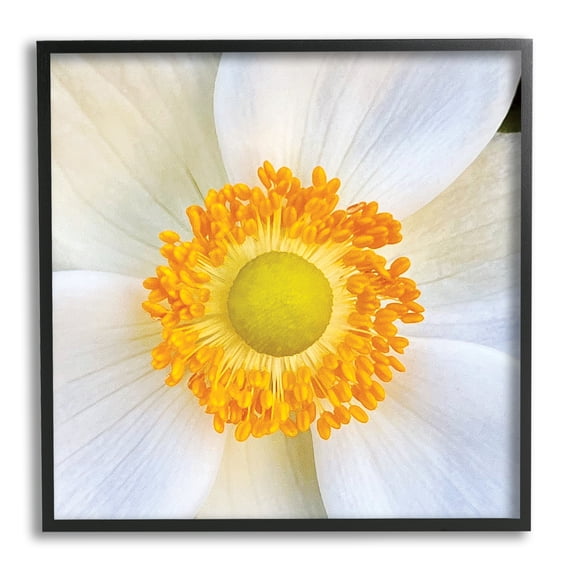 Stupell Industries White Flower Close Up Botanical & Floral Photography Black Framed Art Print Wall Art, 12 x 12