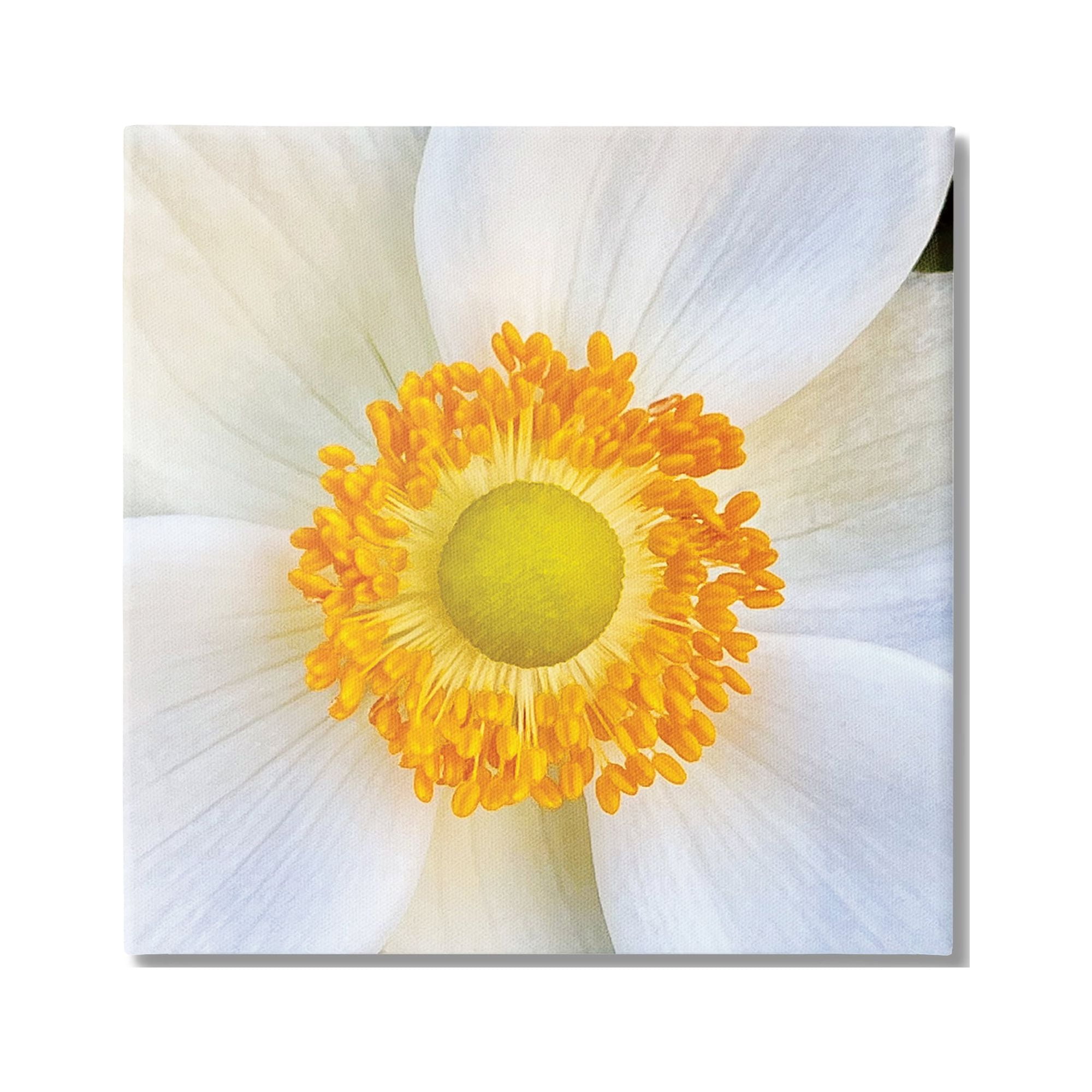 Stupell Industries White Flower Close Up Botanical & Floral Photography Gallery Wrapped Canvas Art Print Wall Art, 24 x 24