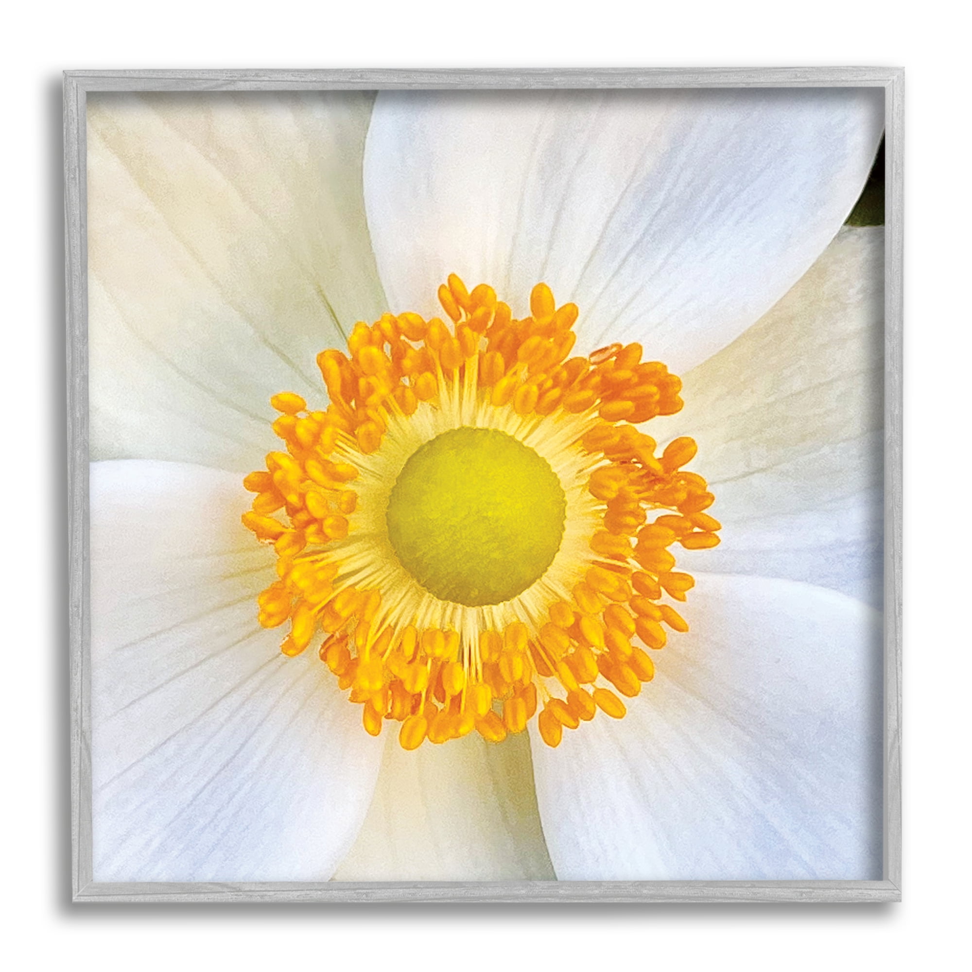 Stupell Industries White Flower Close Up Botanical & Floral Photography Gray Framed Art Print Wall Art, 12 x 12