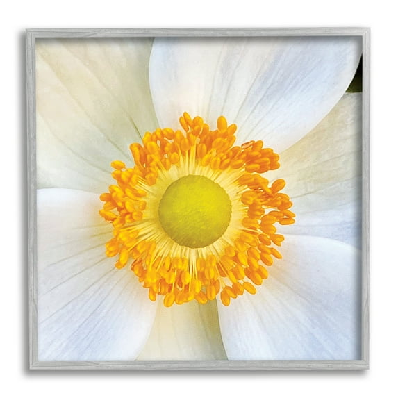 Stupell Industries White Flower Close Up Botanical & Floral Photography Gray Framed Art Print Wall Art, 17 x 17