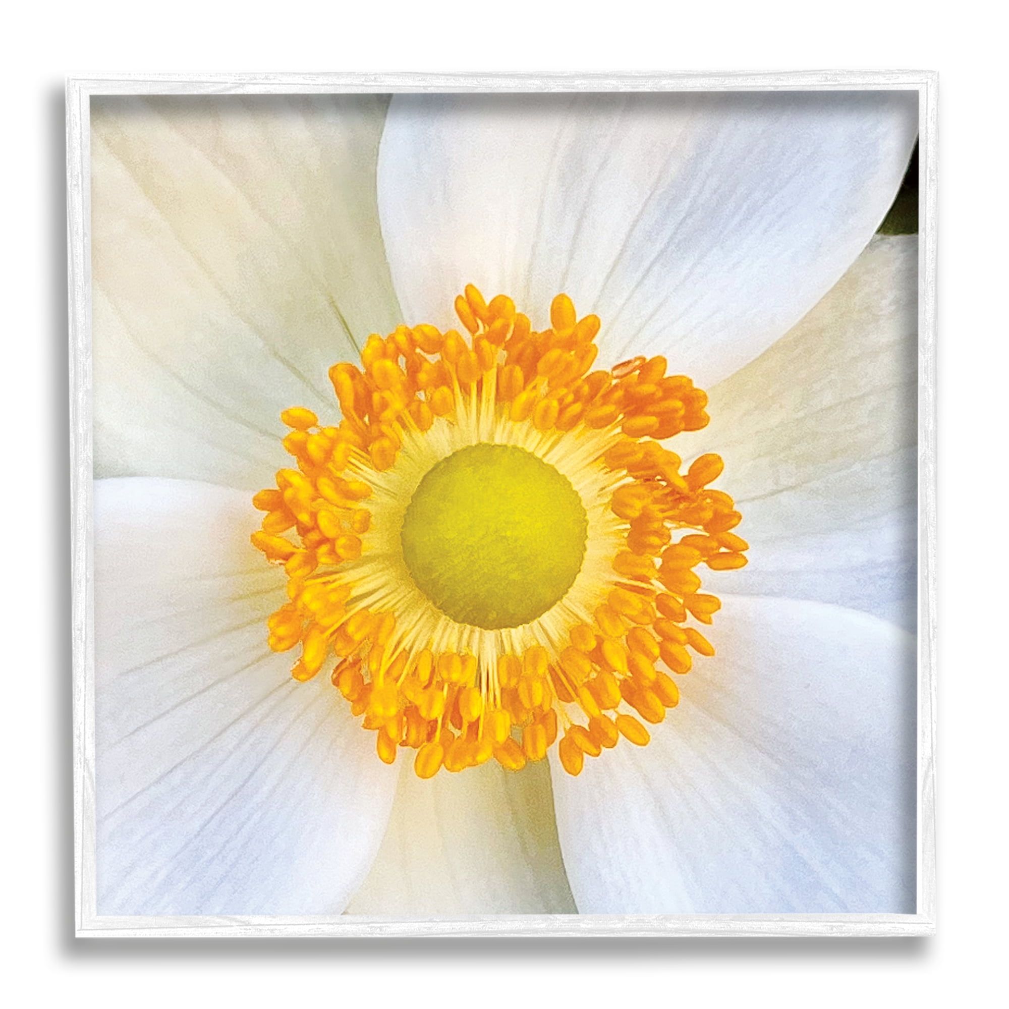 Stupell Industries White Flower Close Up Botanical & Floral Photography White Framed Art Print Wall Art, 12 x 12
