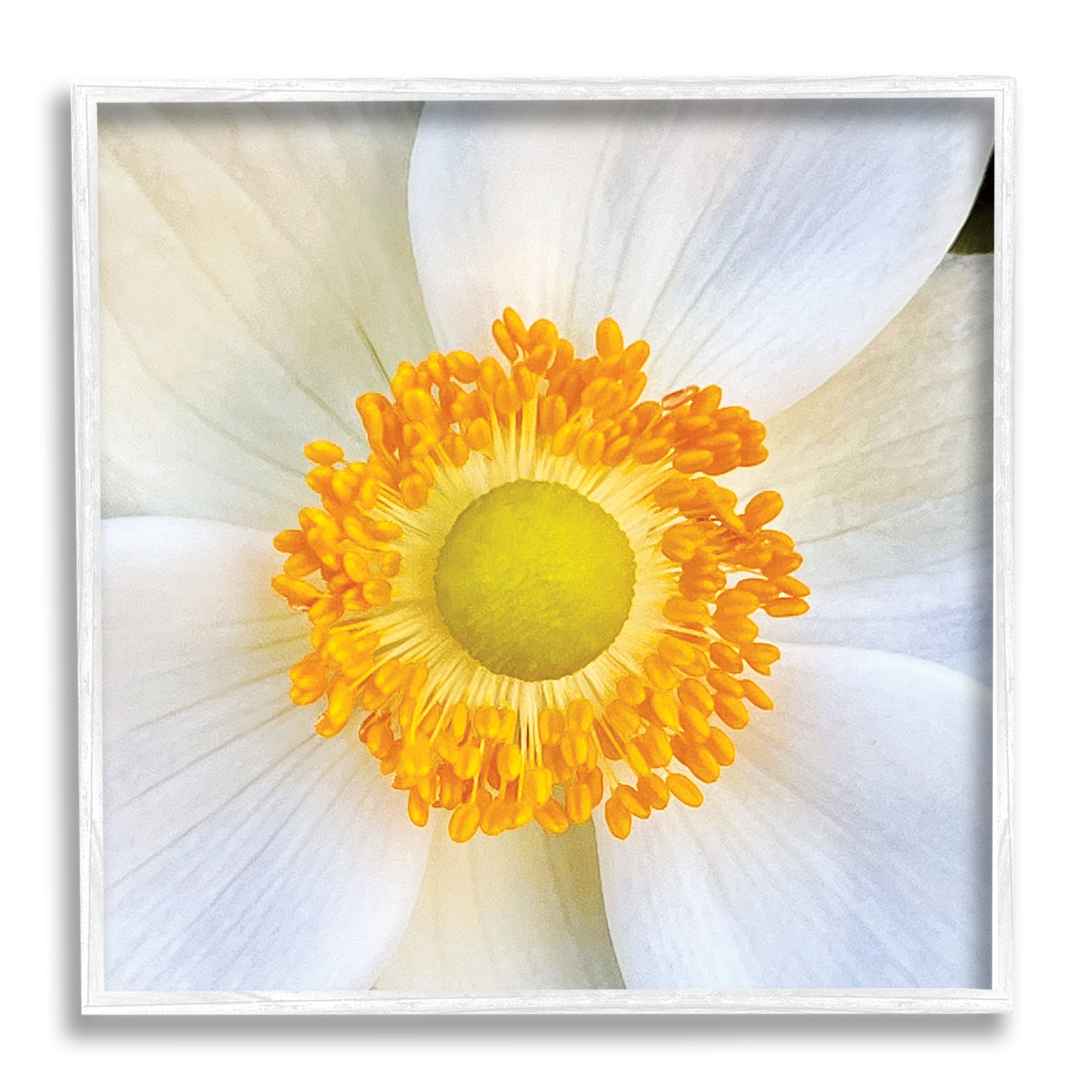 Stupell Industries White Flower Close Up Botanical & Floral Photography White Framed Art Print Wall Art, 17 x 17