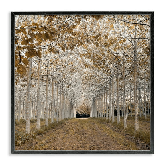 Stupell Industries White Gold Birch Grove Black Framed Giclee Art design by Assaf Frank, 12 x 12