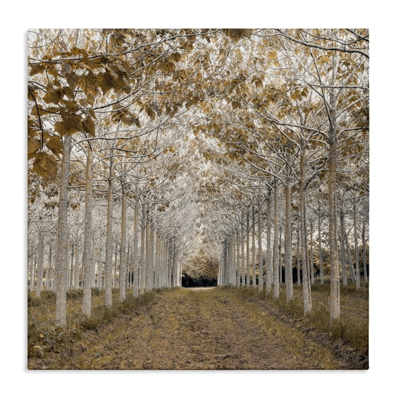 Stupell Industries White Gold Birch Grove Canvas Wall Art design by Assaf Frank, 24 x 24