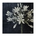 thumbnail image 1 of Stupell Industries Transitional White Herb Blooms Canvas Art, 17 x 17, by Patricia Pinto, 1 of 8