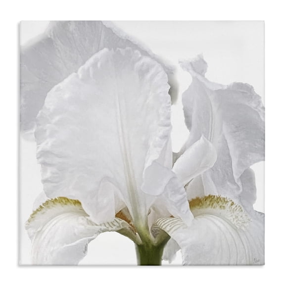 Stupell Industries White Iris Close Up Floral Painting Wrapped Canvas Canvas Art Print Wall Art, 24 x 24