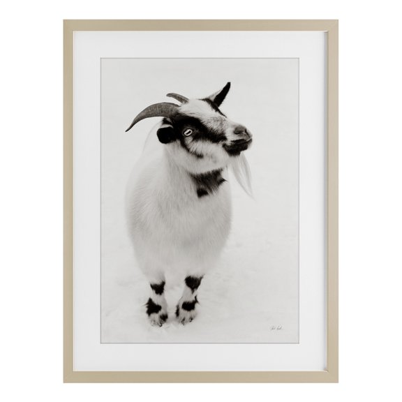 Stupell Industries White Little Goat Birch Framed Print Under Glass design by Deborah Revell, 23 x 17