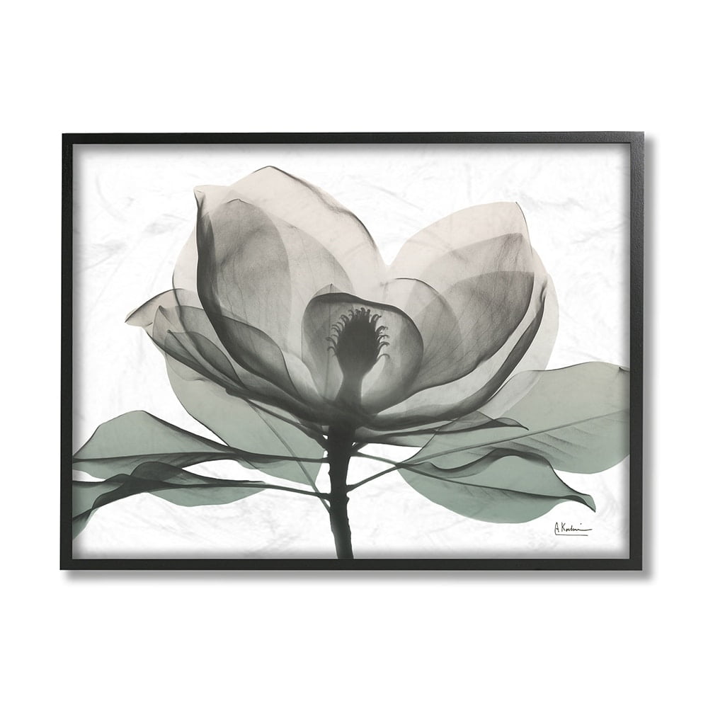 Stupell Industries White Magnolia Flower White Green Silhouette Black Framed by Albert Koetsier