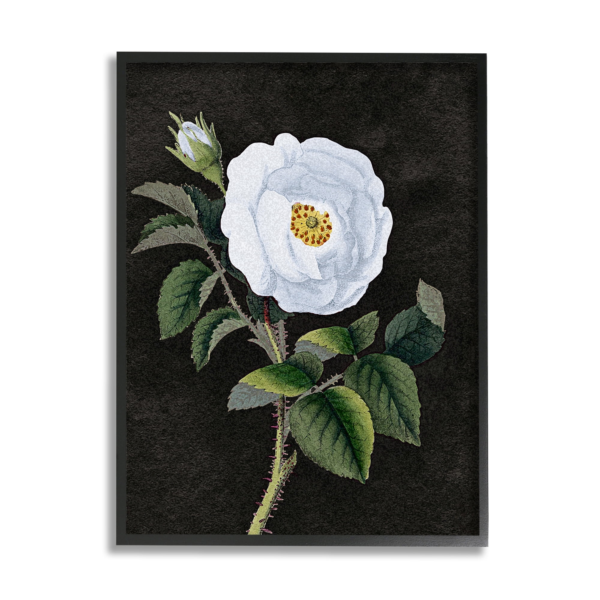 Stupell Industries White Poppy Illustration Vintage Flower Thorns Black Framed by Daphne Polselli