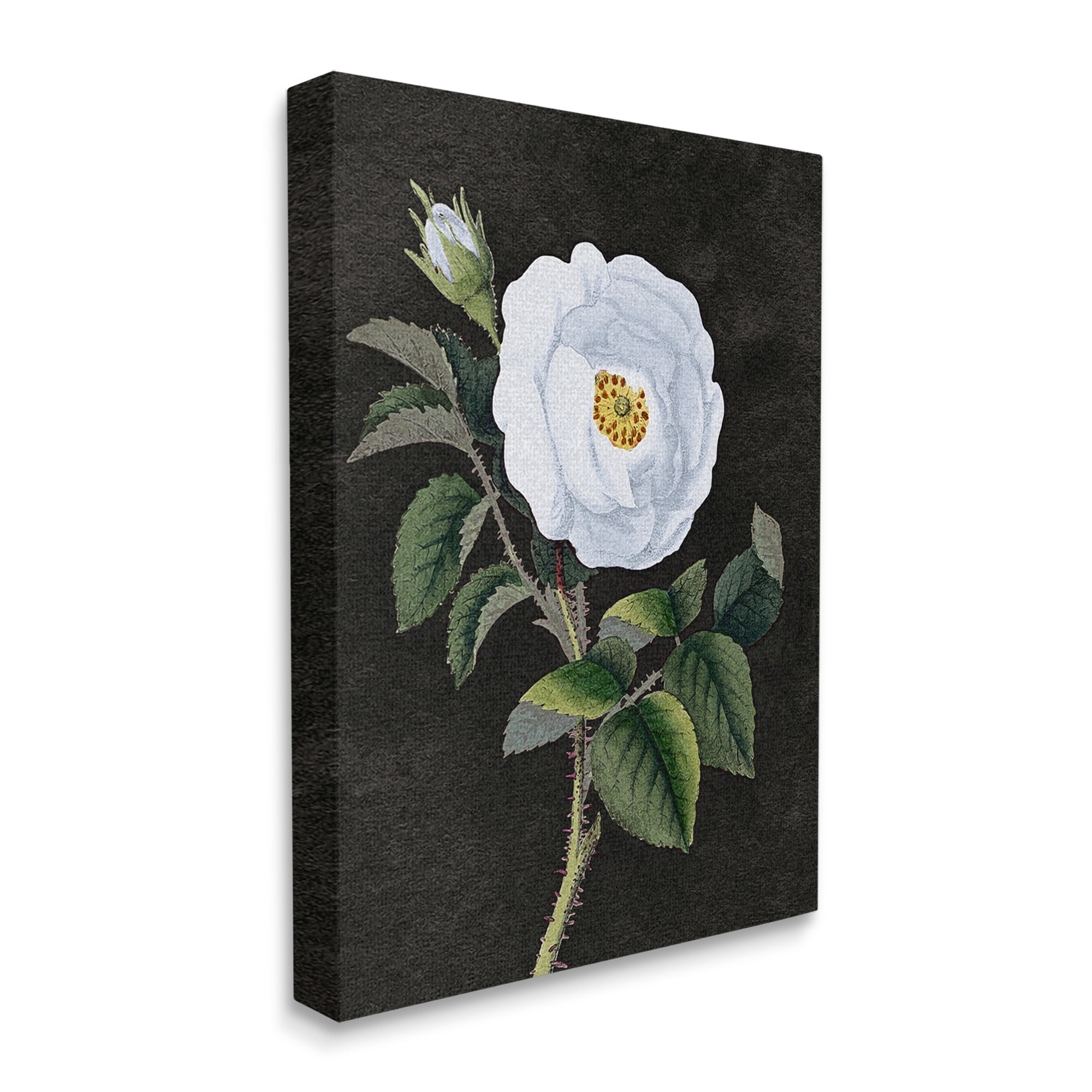 Stupell Industries White Poppy Illustration Vintage Flower Thorns Canvas Wall Art by Daphne Polselli