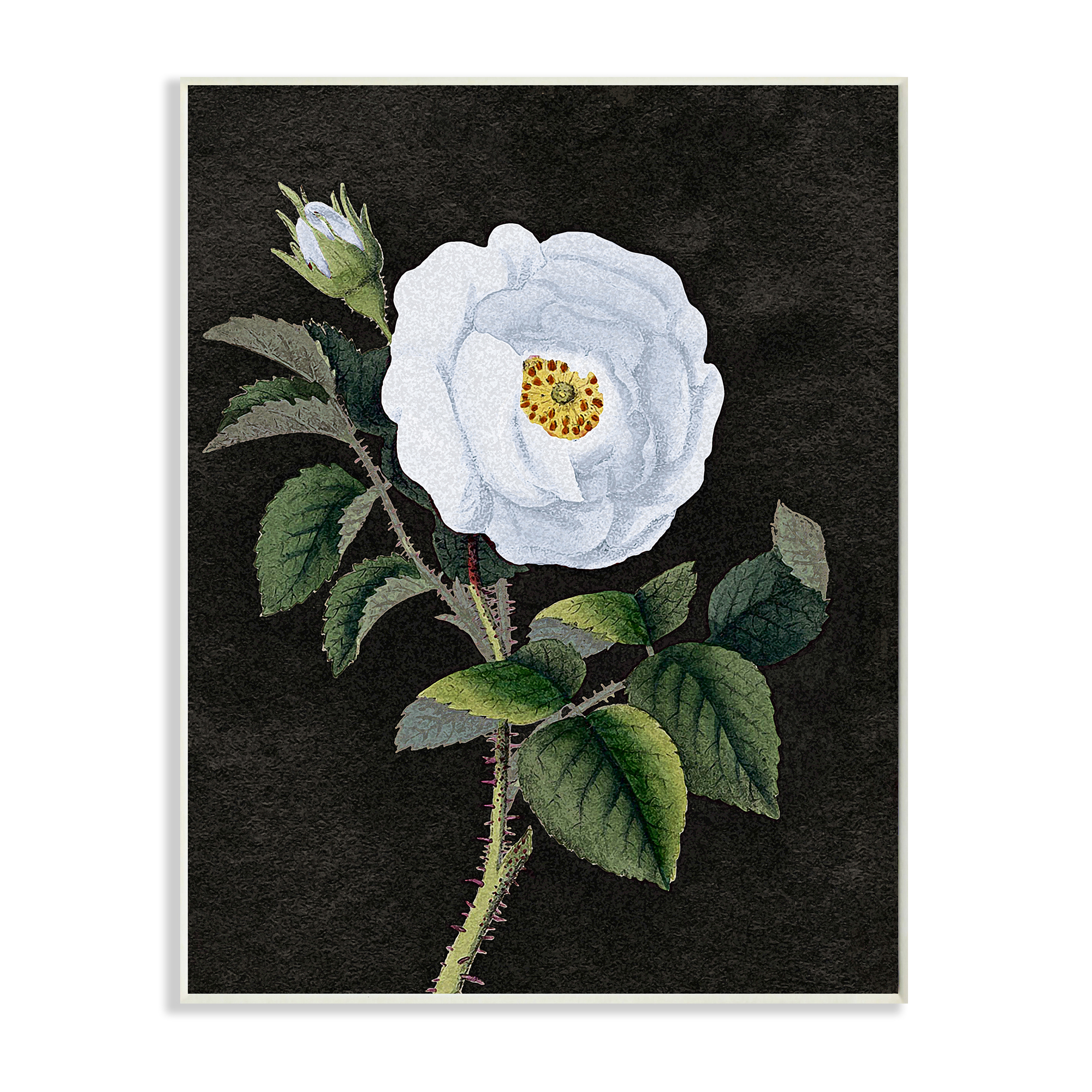 Stupell Industries White Poppy Illustration Vintage Flower Thorns Wall Plaque by Daphne Polselli