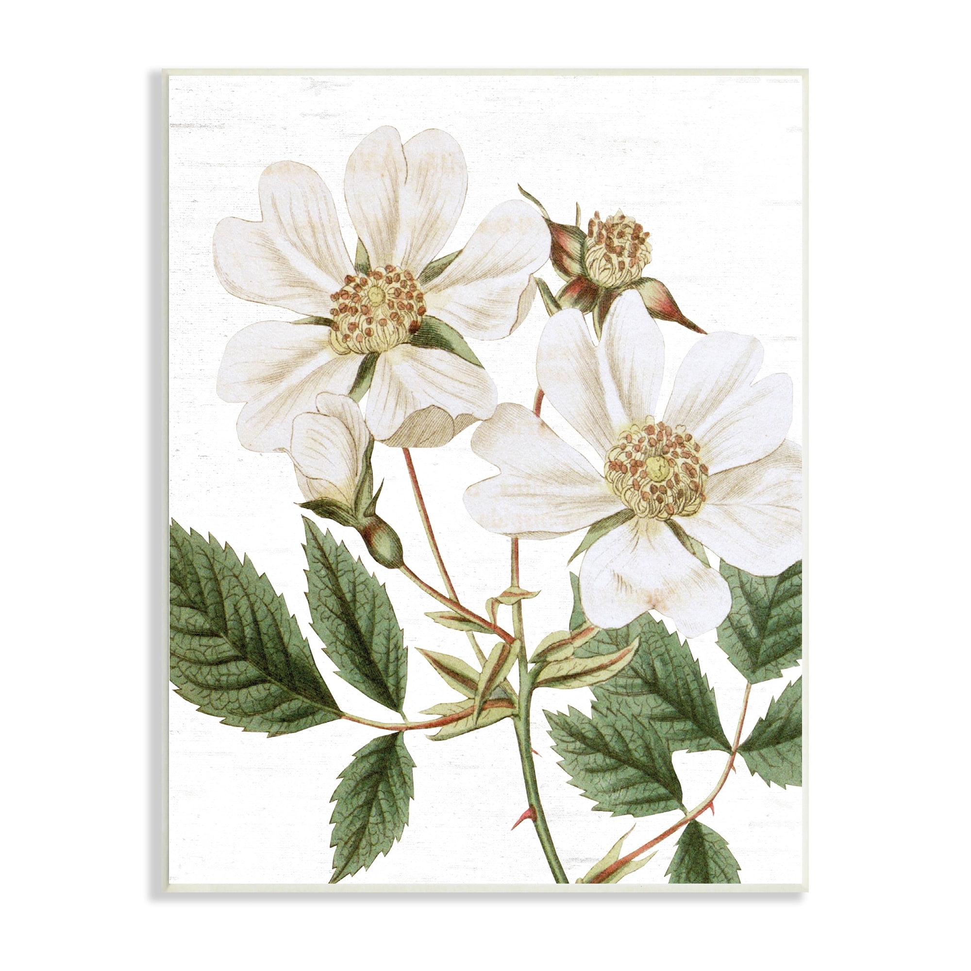 Stupell Industries White Rose of York Vintage Flower Botanical Print,13 x 19, Design by Lettered and Lined