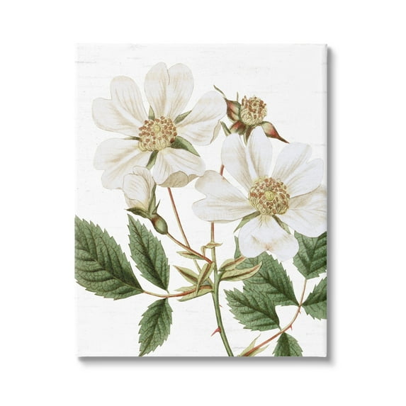 Stupell Industries White Rose of York Vintage Flower Botanical Print,16 x 20, Design by Lettered and Lined